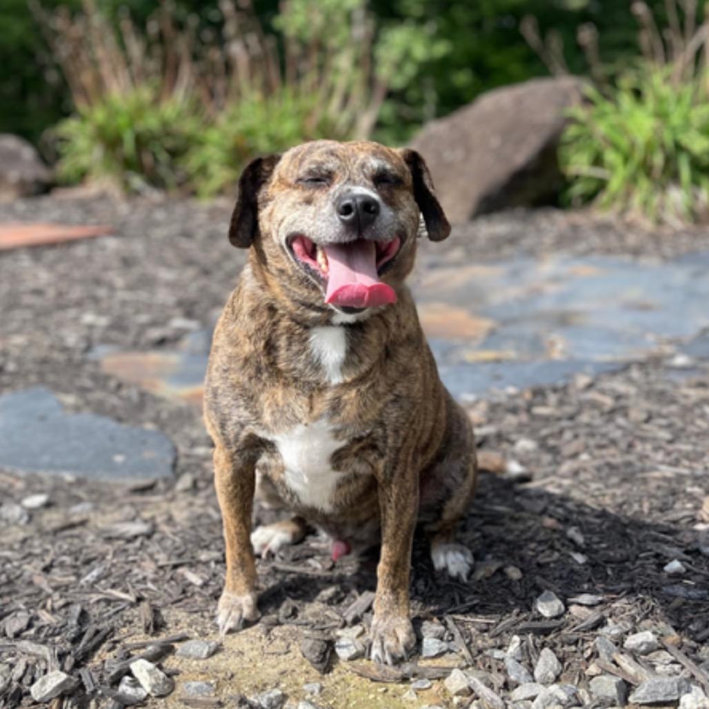 Enlarge Rowan, a Adoptable mixed breed in Blairsville, GA image 5/6