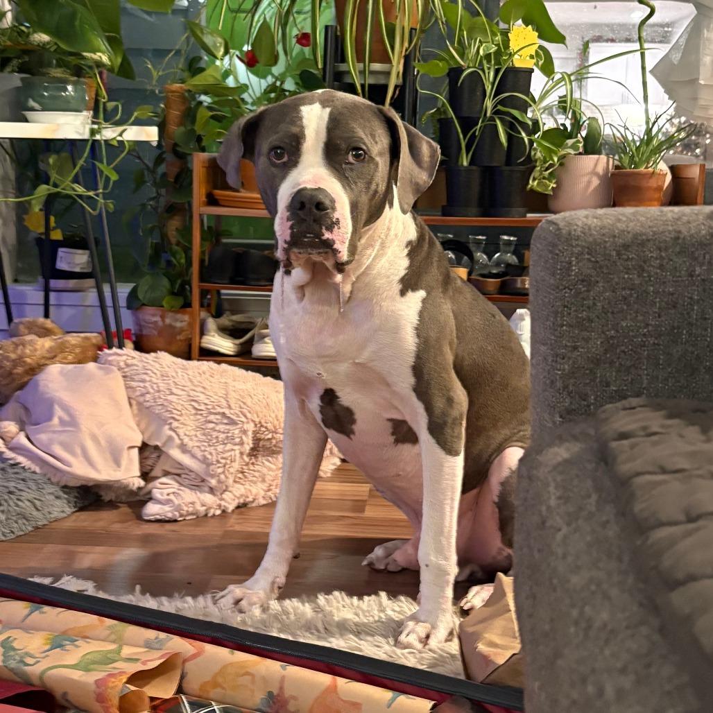 Bluto, Adoptable, Senior Male American Bulldog & Mixed Breed.