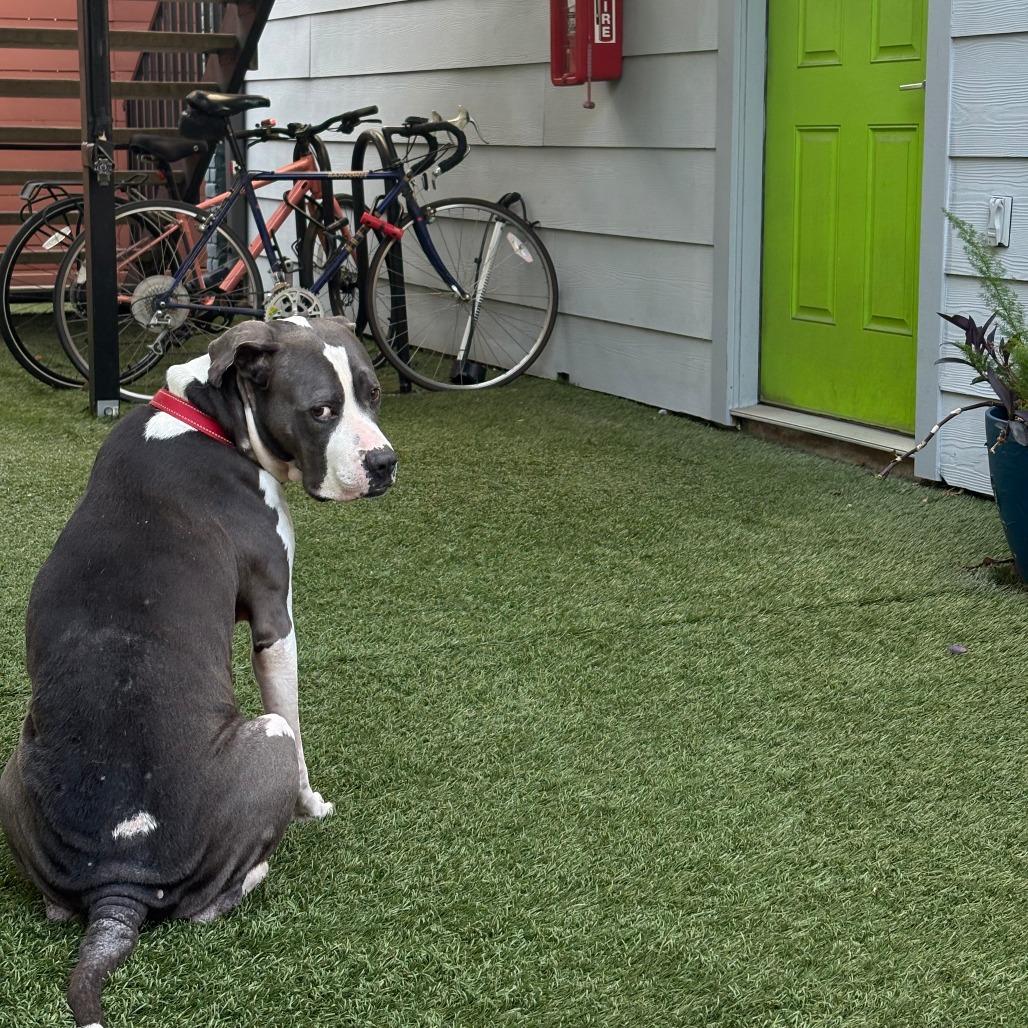 Enlarge Bluto, a Adoptable mixed breed in Houston, TX image 2/5