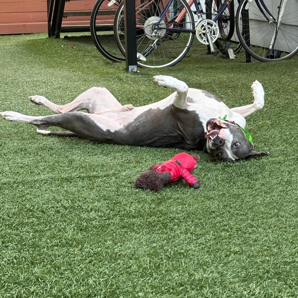 Enlarge Bluto, a Adoptable mixed breed in Houston, TX image 3/5