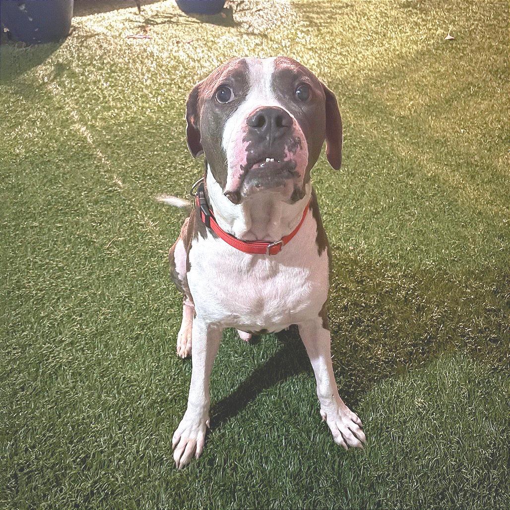 Enlarge Bluto, a Adoptable mixed breed in Houston, TX image 4/5