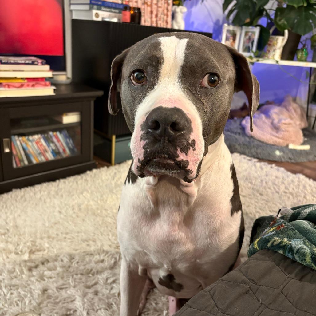 Enlarge Bluto, a Adoptable mixed breed in Houston, TX image 5/5