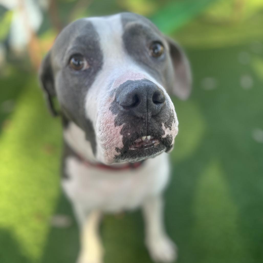 Enlarge Bluto, a Adoptable mixed breed in Houston, TX image 6/6