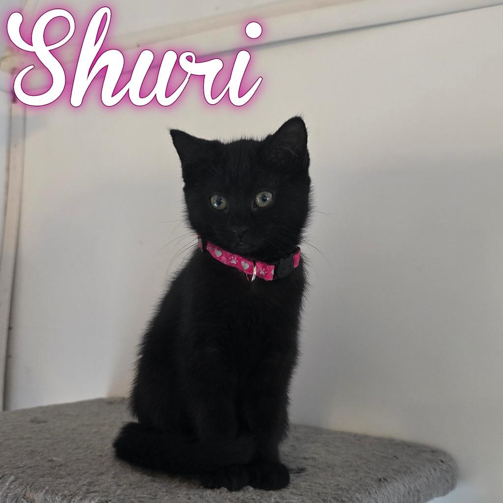 Shuri, Adoptable, Kitten Female Domestic Short Hair.