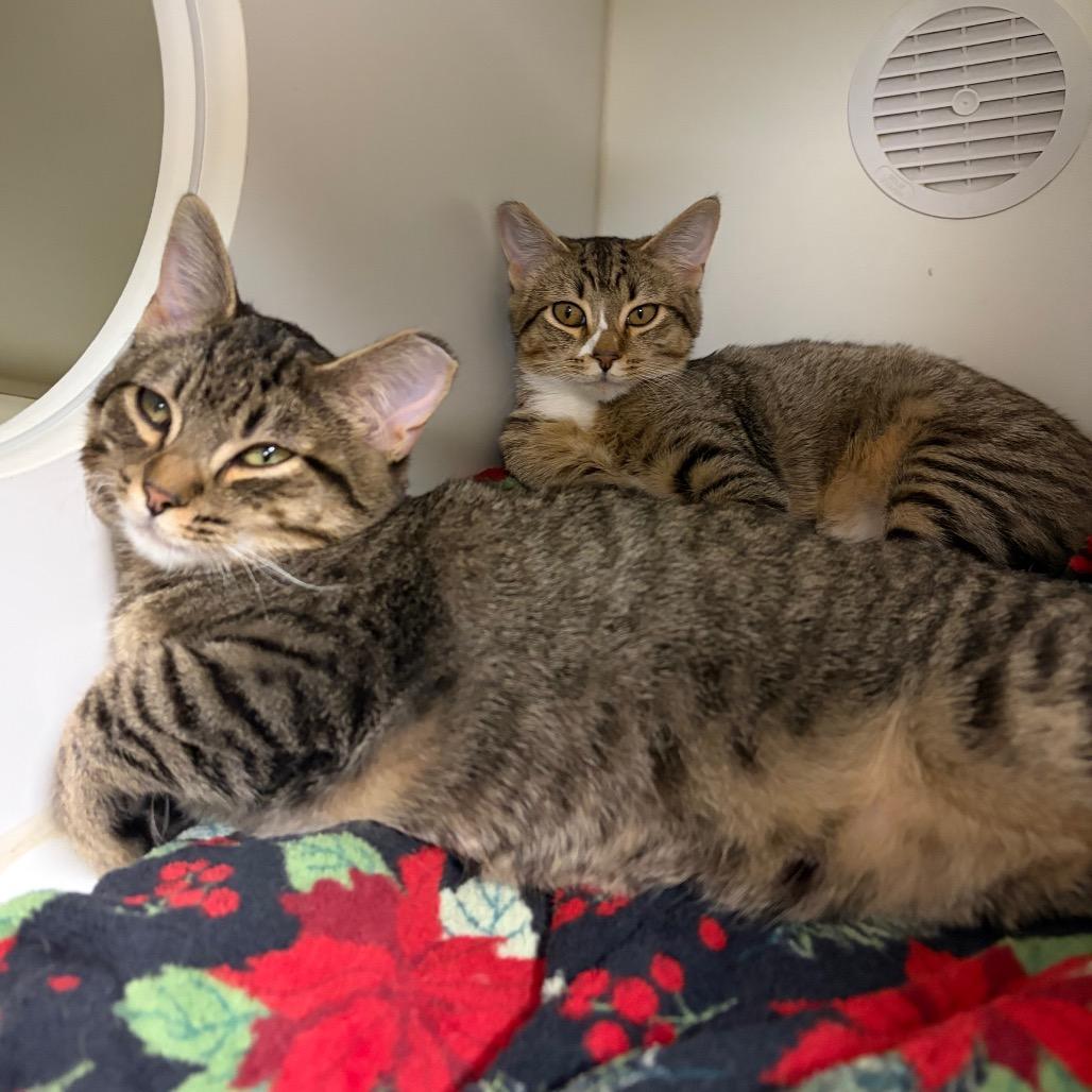 Enlarge Pathos, a Adoptable mixed breed in Woodinville, WA image 2/3