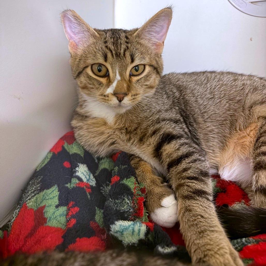 Enlarge Pathos, a Adoptable mixed breed in Woodinville, WA image 3/3