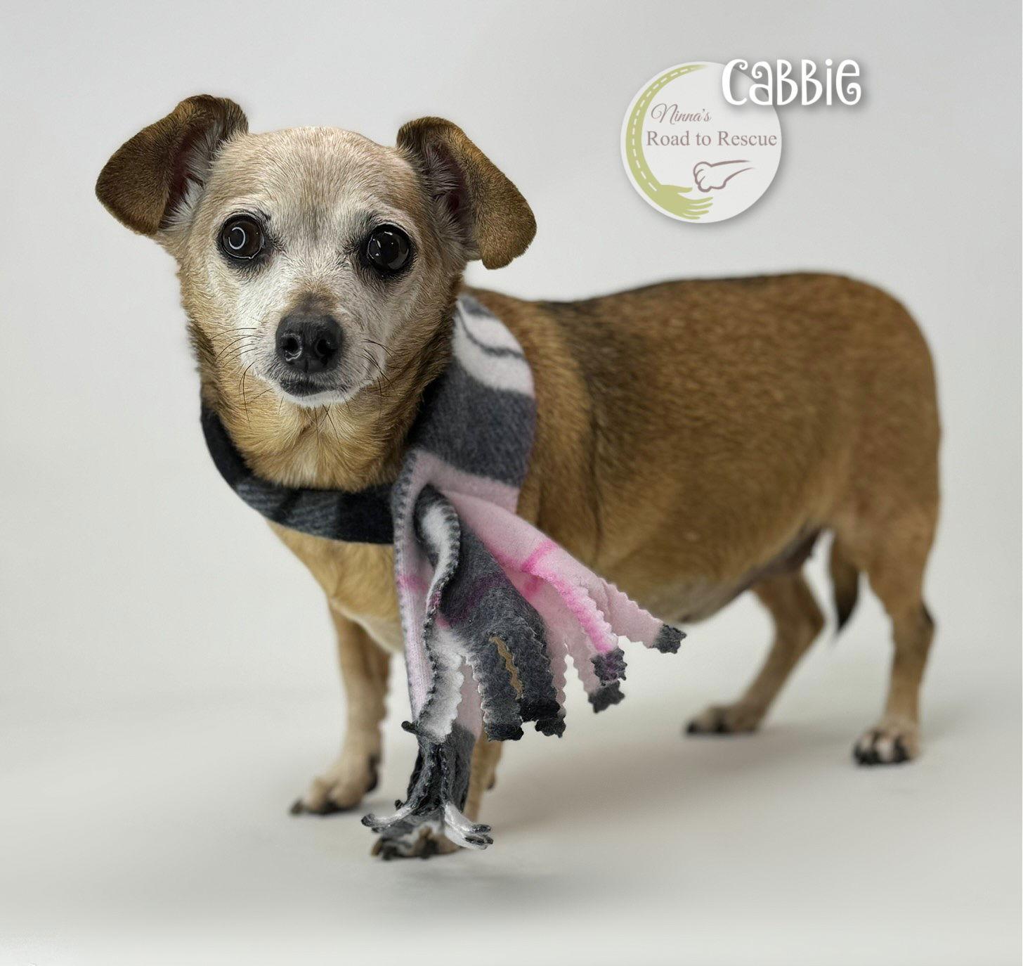 Cabbie, Adoptable, Adult Female Chihuahua.