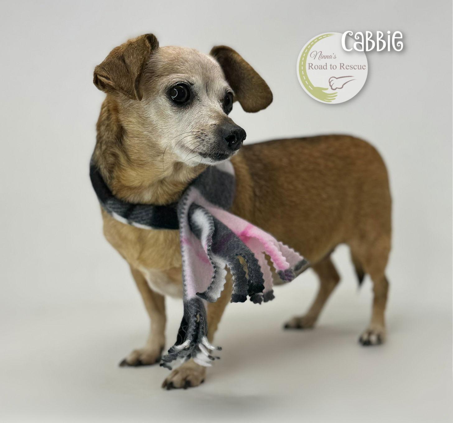 Cabbie, a Adoptable Chihuahua in Benton, LA image 2/3