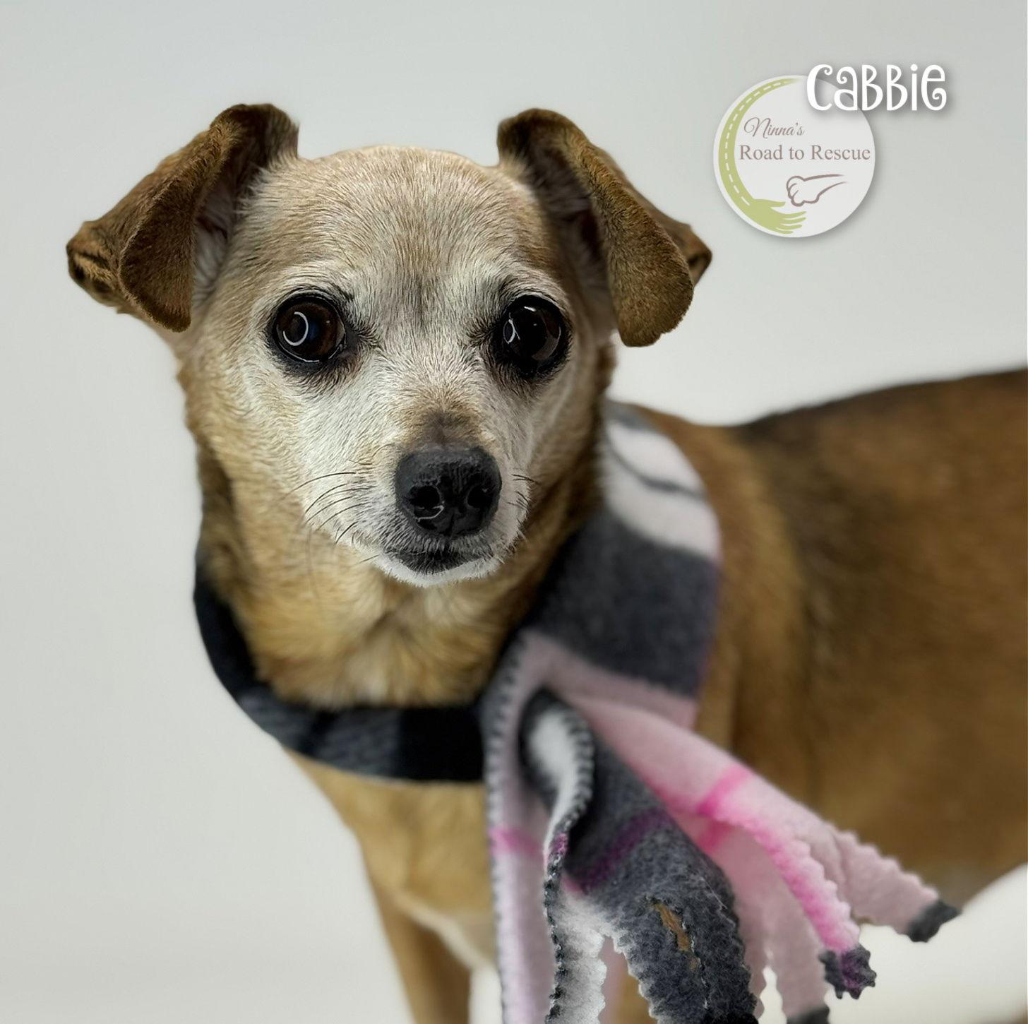 Cabbie, a Adoptable Chihuahua in Benton, LA image 3/3