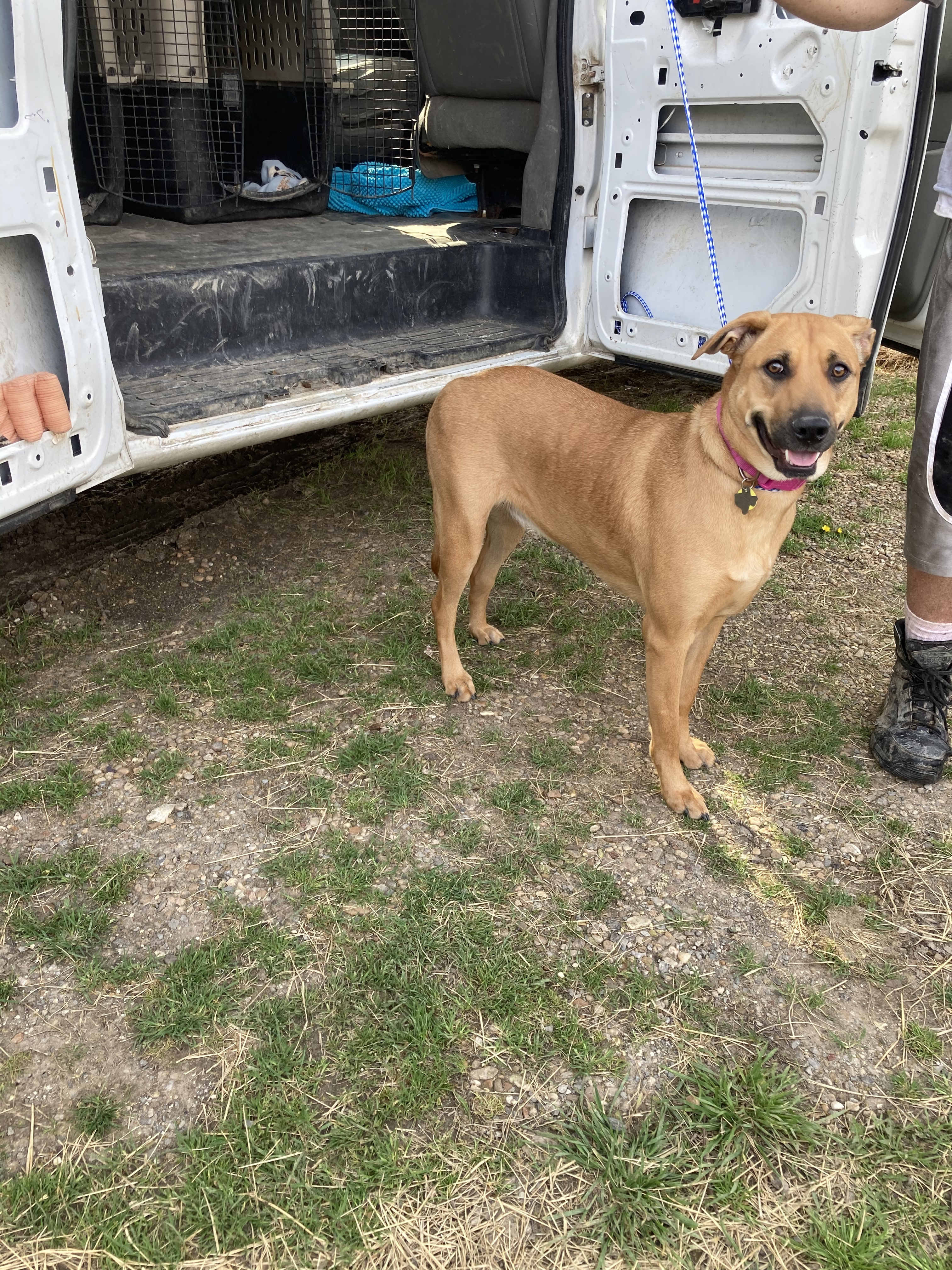 Kora, Adoptable, Adult Female Labrador Retriever.
