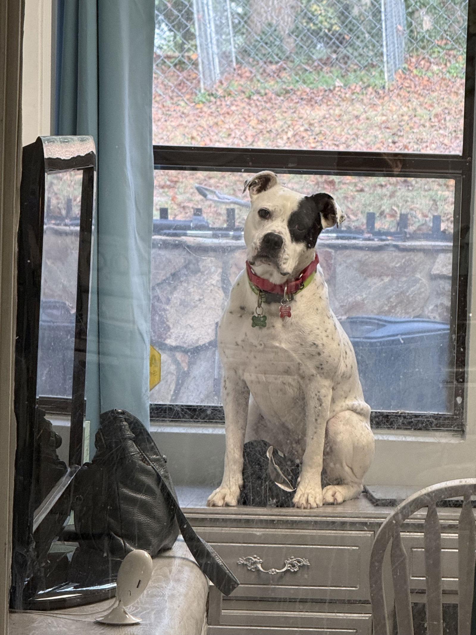 REMY, AWESOME American Bulldog Mix!, Adoptable, Adult Male American Bulldog & Labrador Retriever.