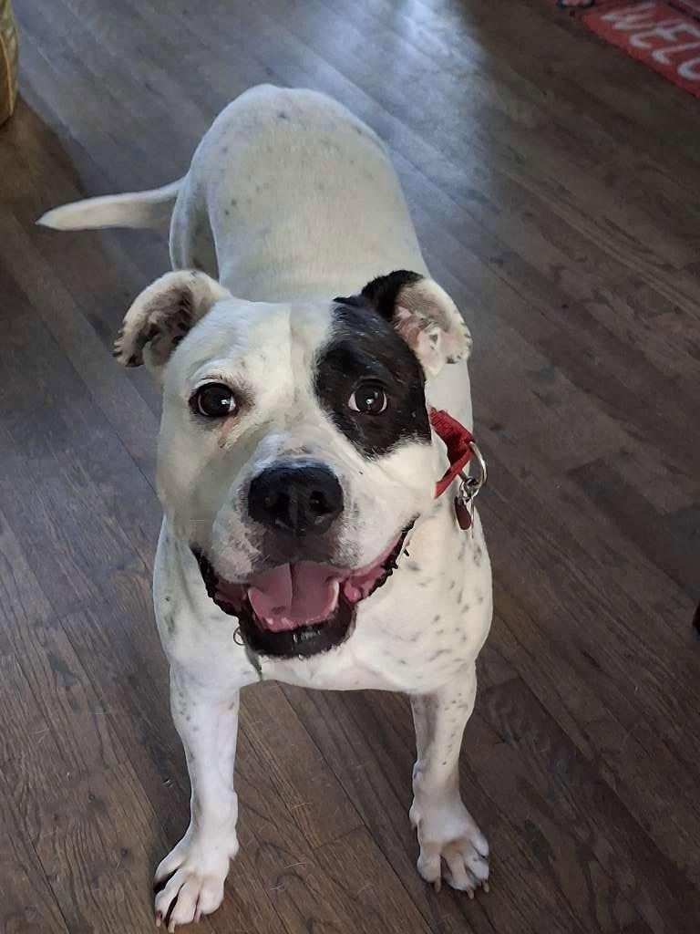 Enlarge REMY, SWEET American Bulldog Mix!, a Adoptable mixed breed in Atlanta, GA image 1/3