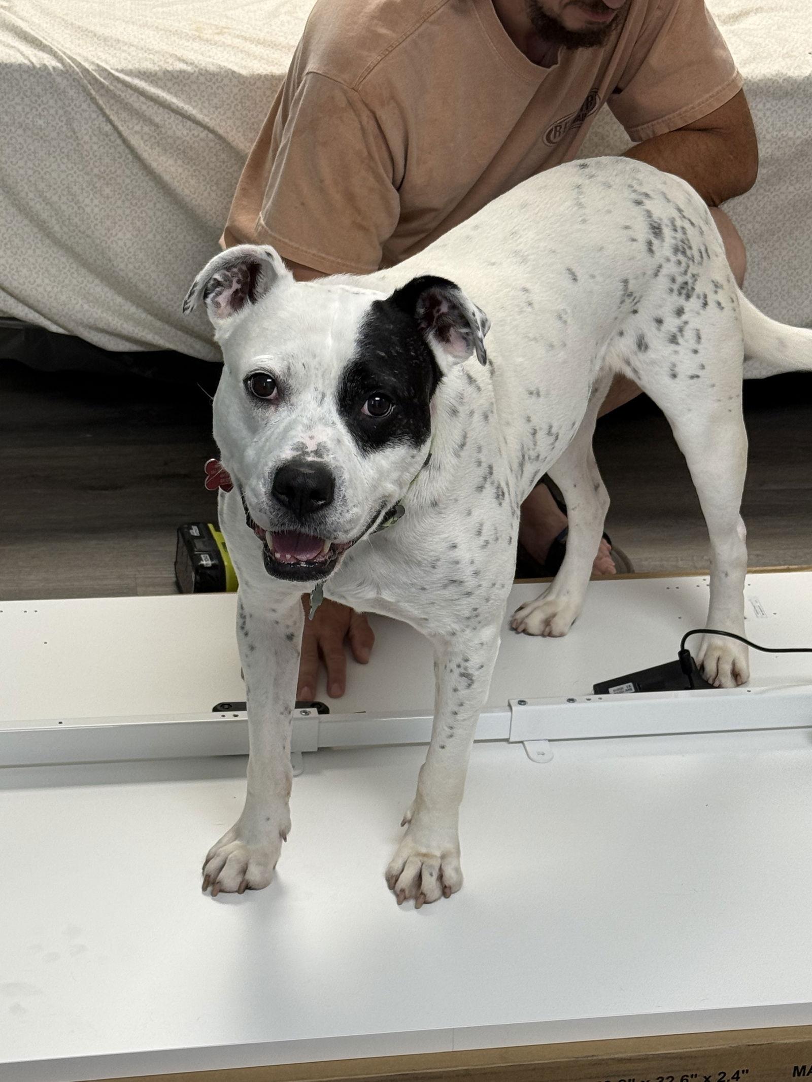 REMY, AWESOME American Bulldog Mix!, a Adoptable mixed breed in Atlanta, GA image 2/3