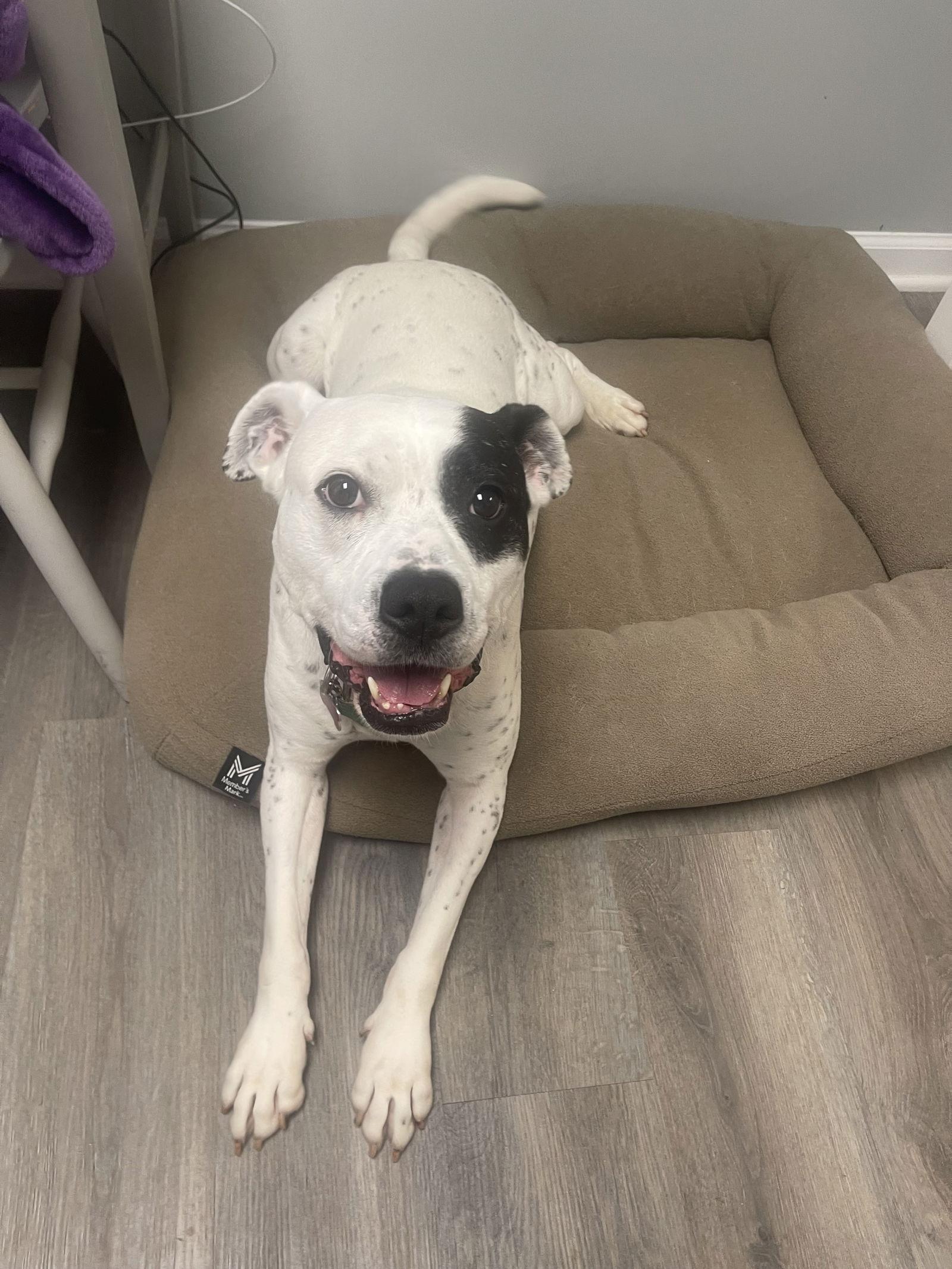 REMY, AWESOME American Bulldog Mix!, a Adoptable mixed breed in Atlanta, GA image 3/3