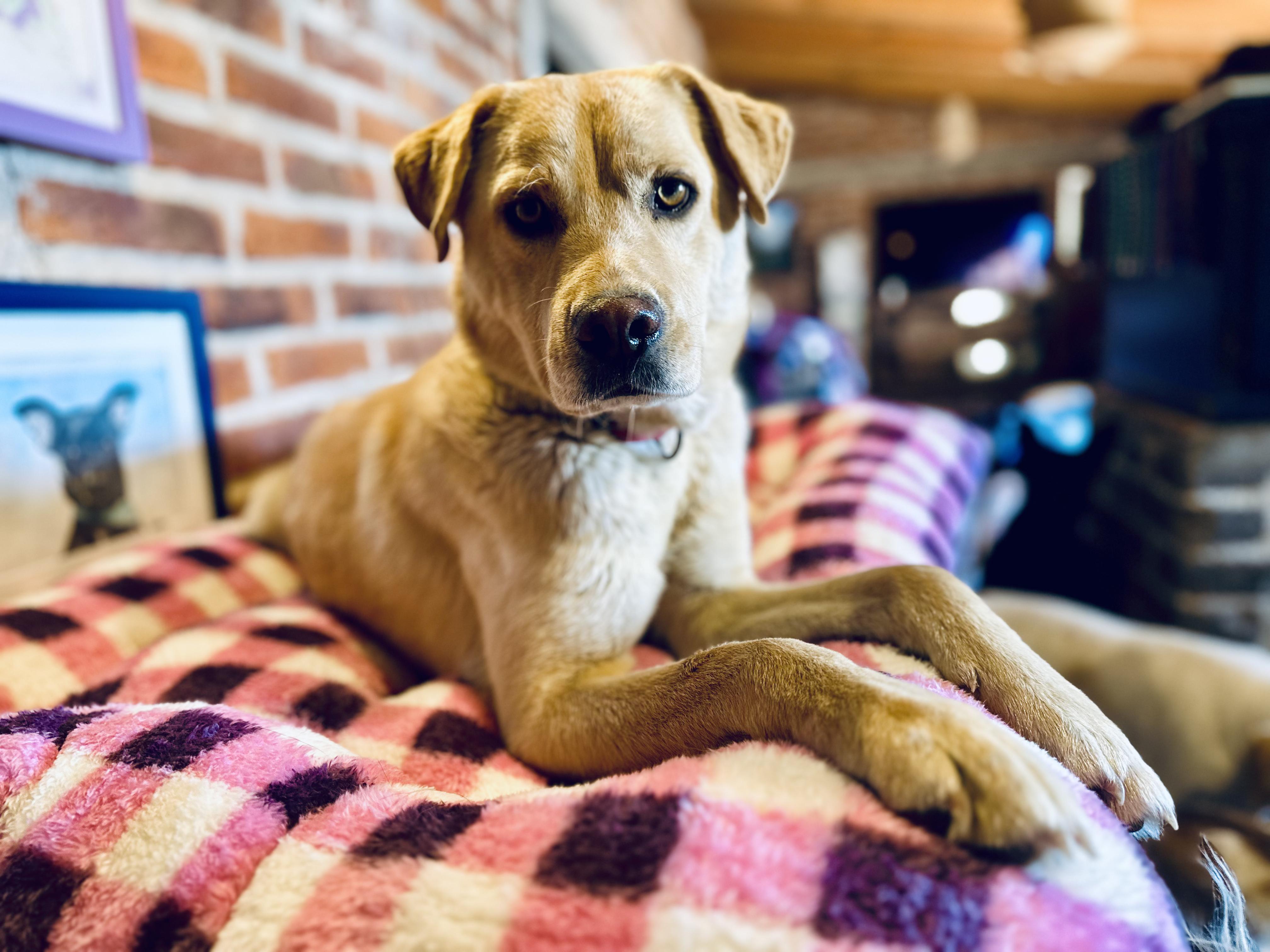 Cyrus, a Adoptable Mixed Breed in Encino, CA image 5/6