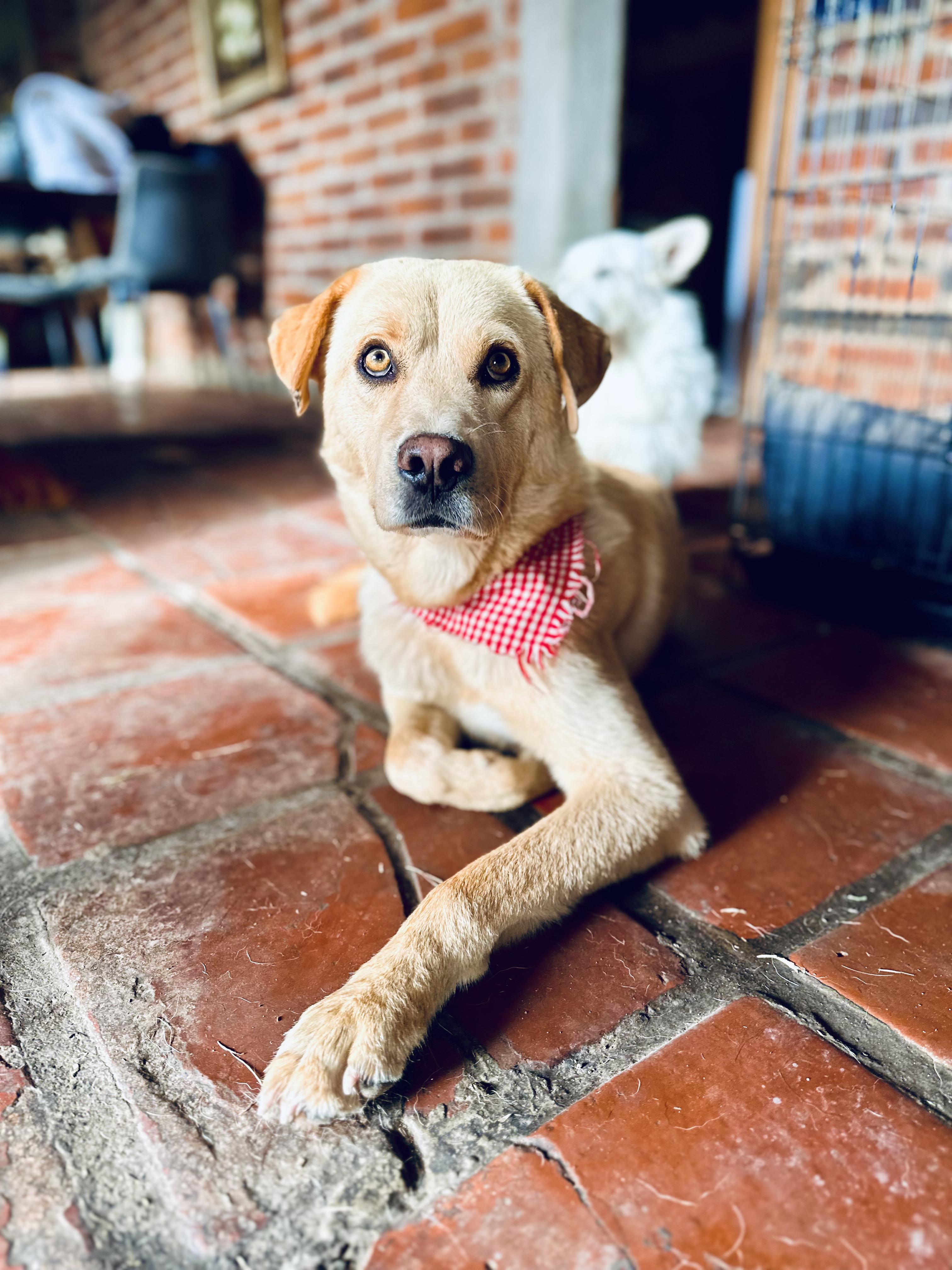 Enlarge Cyrus, a Adoptable Mixed Breed in Encino, CA image 4/5