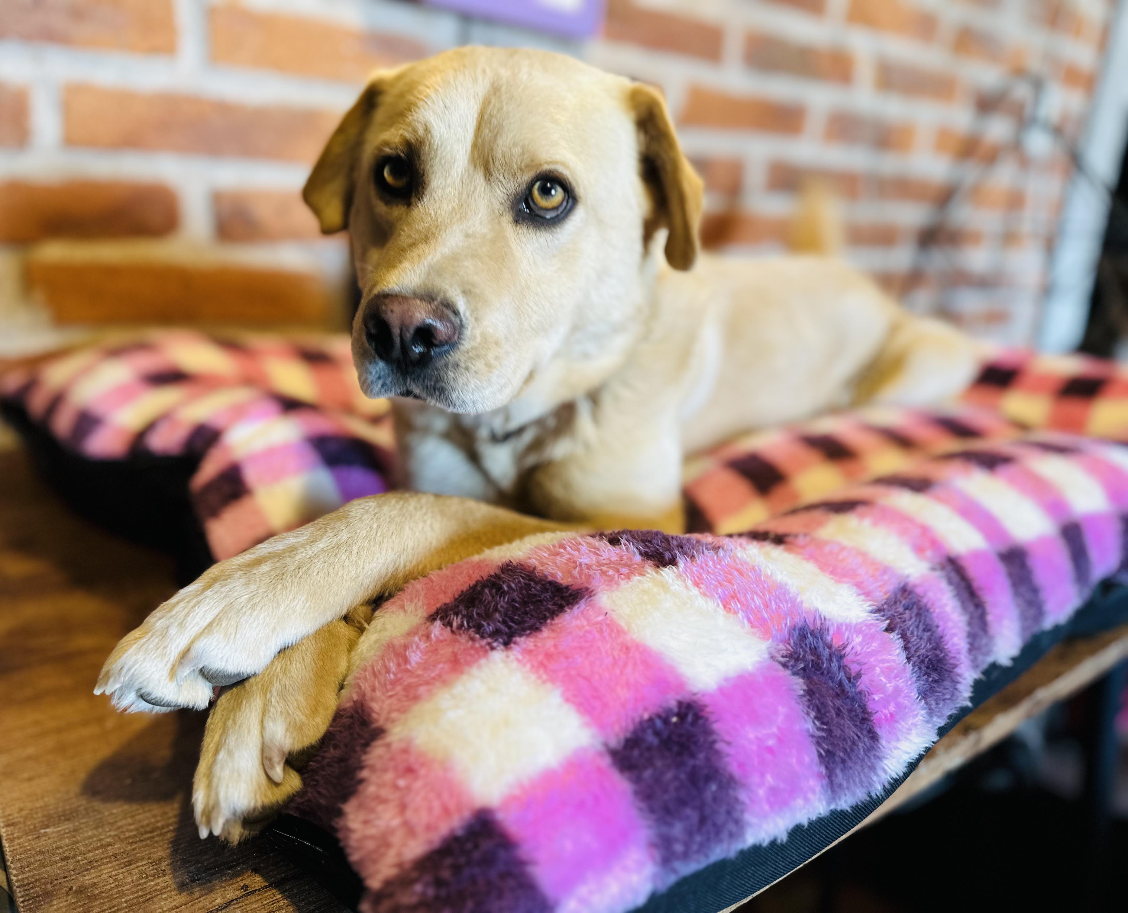 Cyrus, a Adoptable Mixed Breed in Encino, CA image 3/6