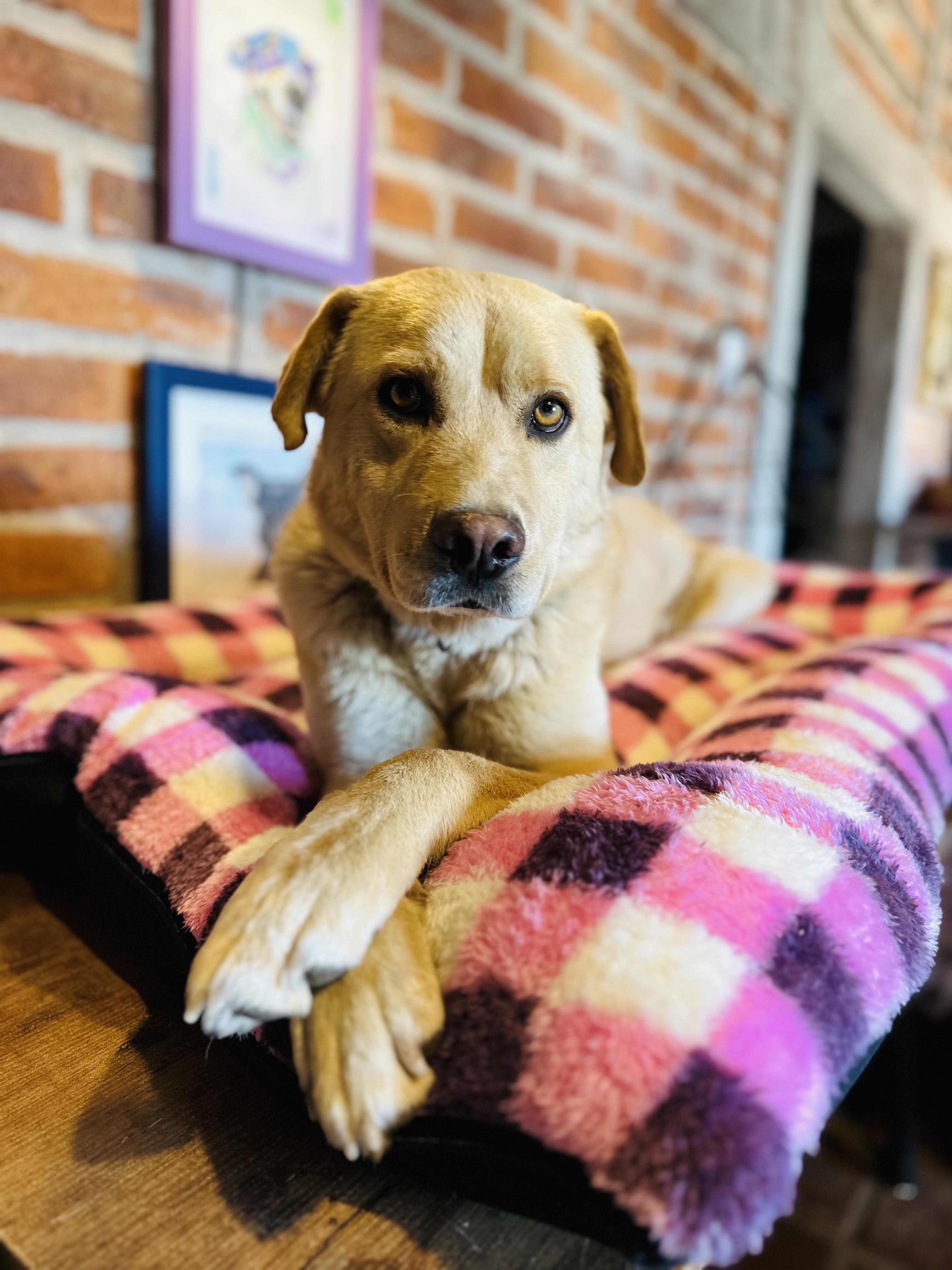 Cyrus, a Adoptable Mixed Breed in Encino, CA image 1/6