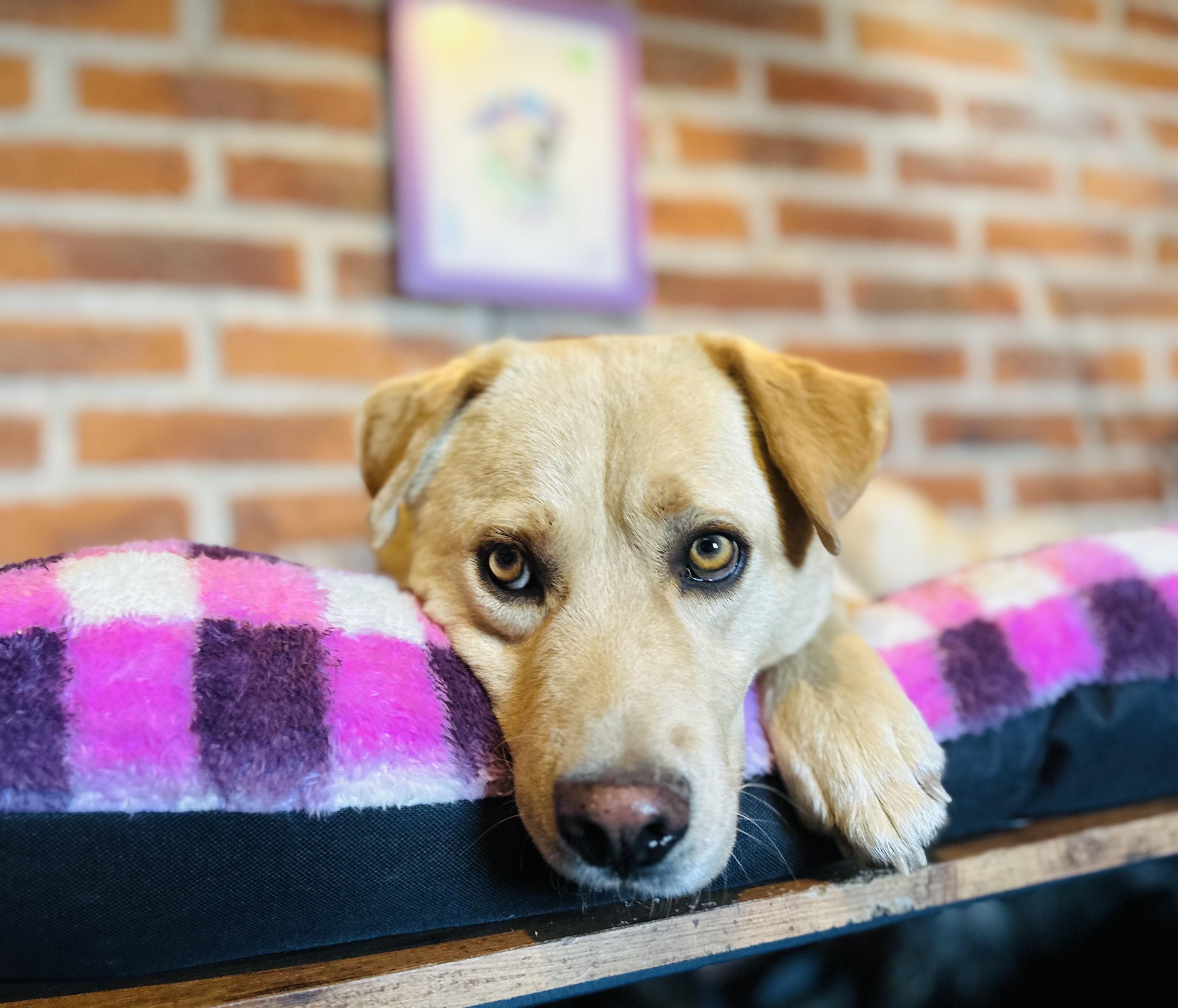 Cyrus, a Adoptable Mixed Breed in Encino, CA image 6/6