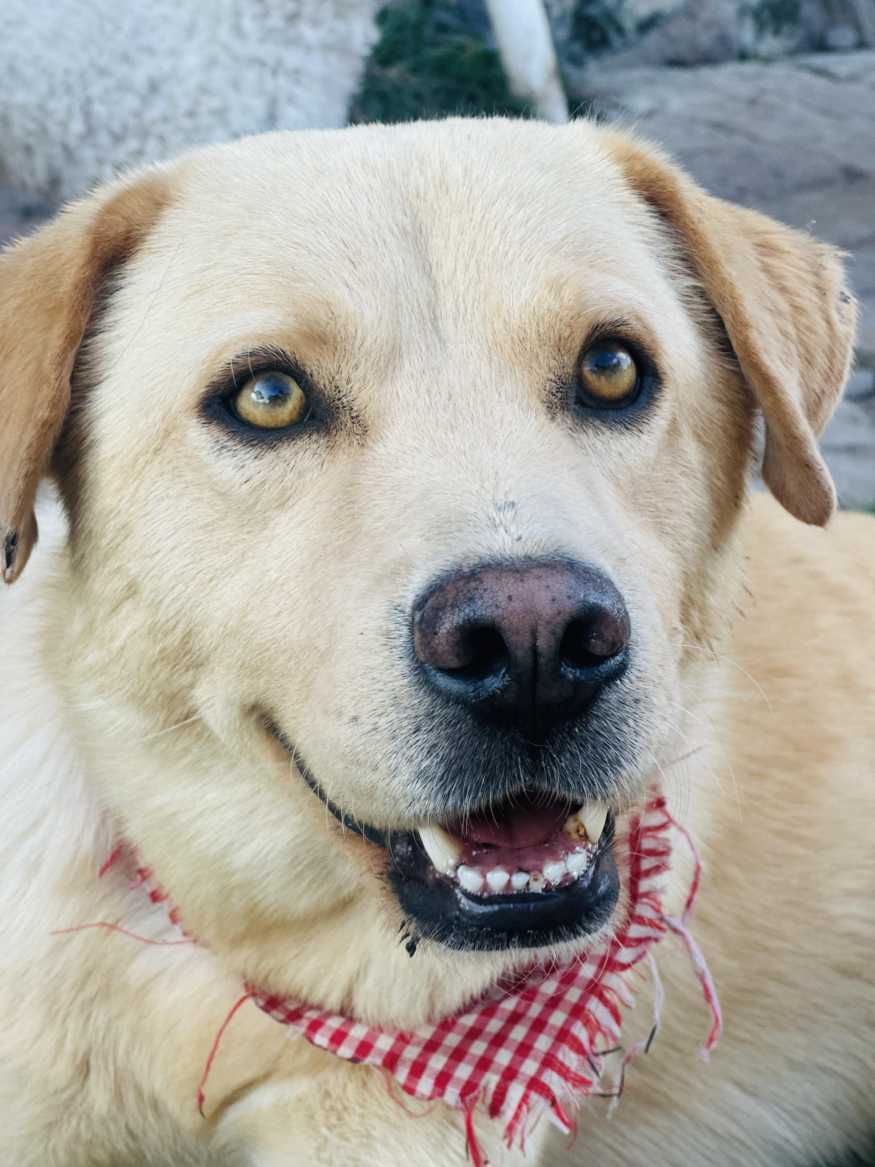 Cyrus, Adoptable, Adult Male Mixed Breed.