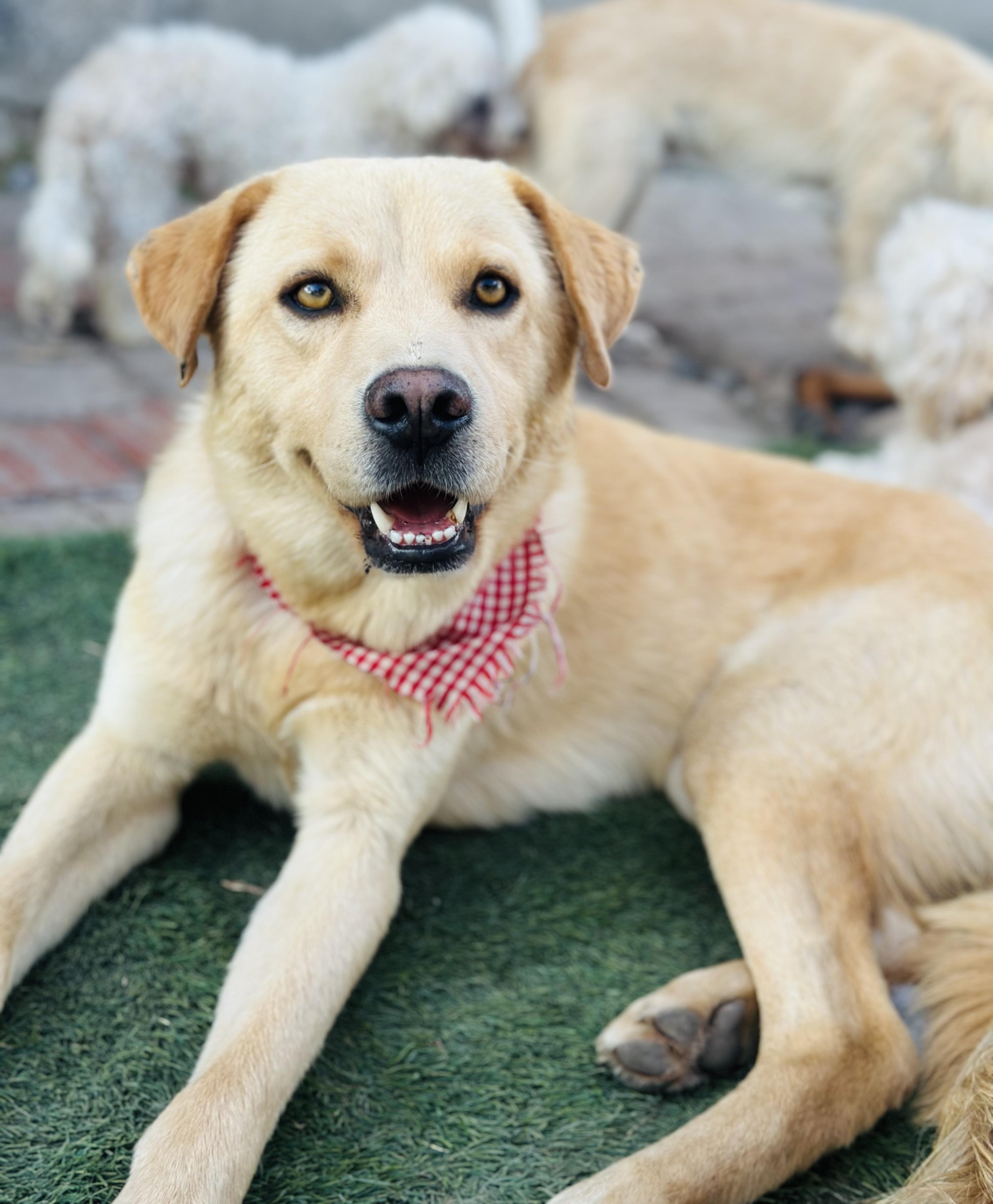 Enlarge Cyrus, a Adoptable Mixed Breed in Encino, CA image 2/5