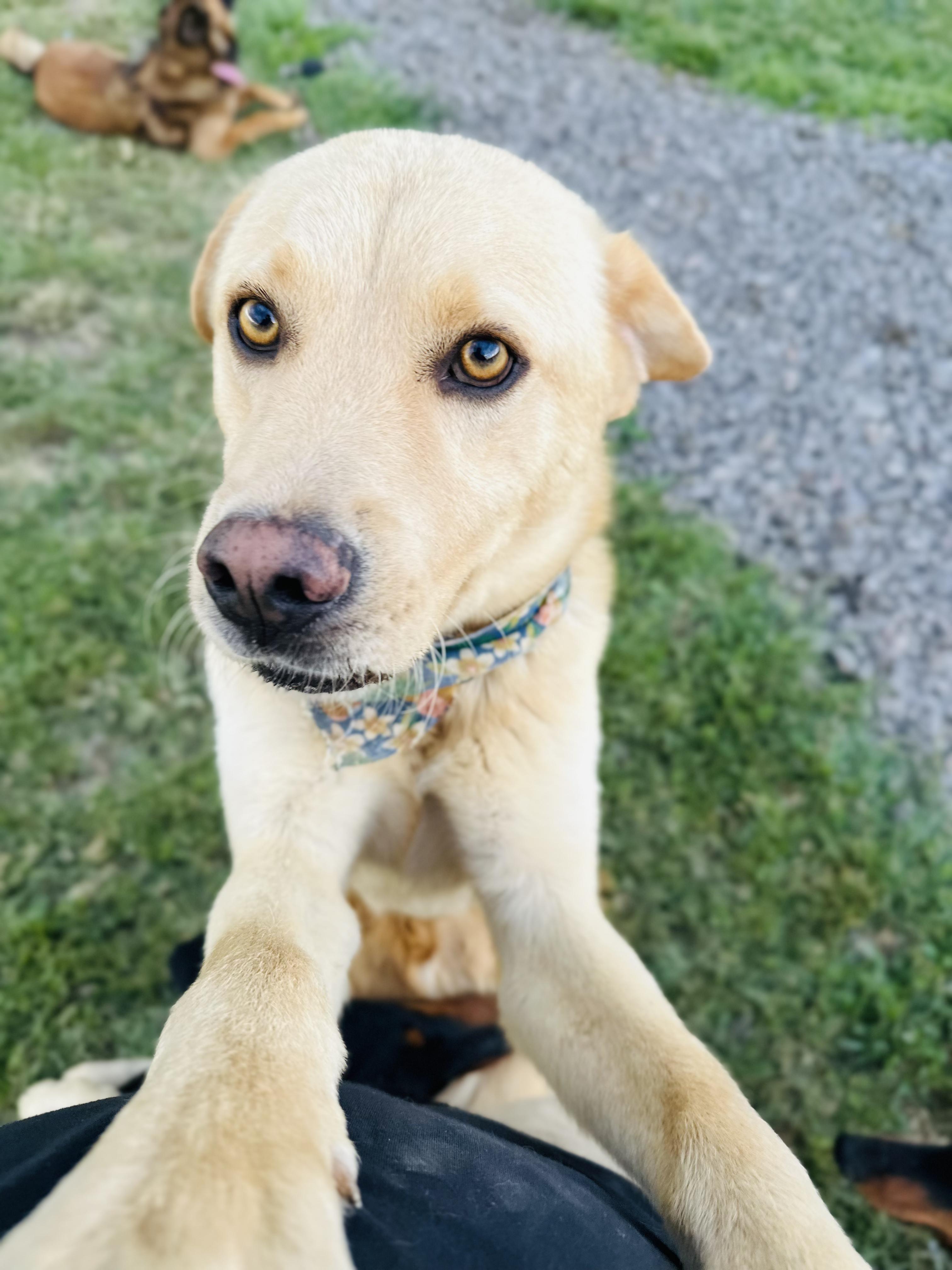 Enlarge Cyrus, a Adoptable Mixed Breed in Encino, CA image 5/5