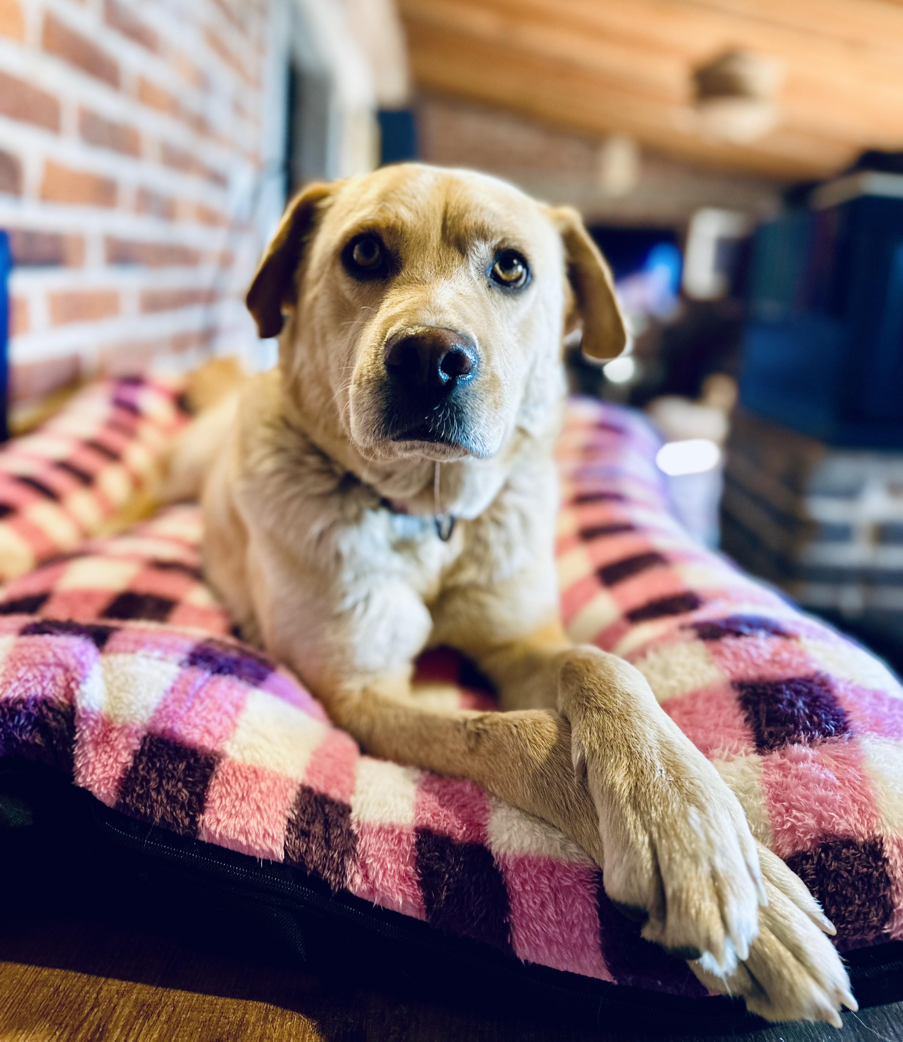 Cyrus, a Adoptable Mixed Breed in Encino, CA image 2/6