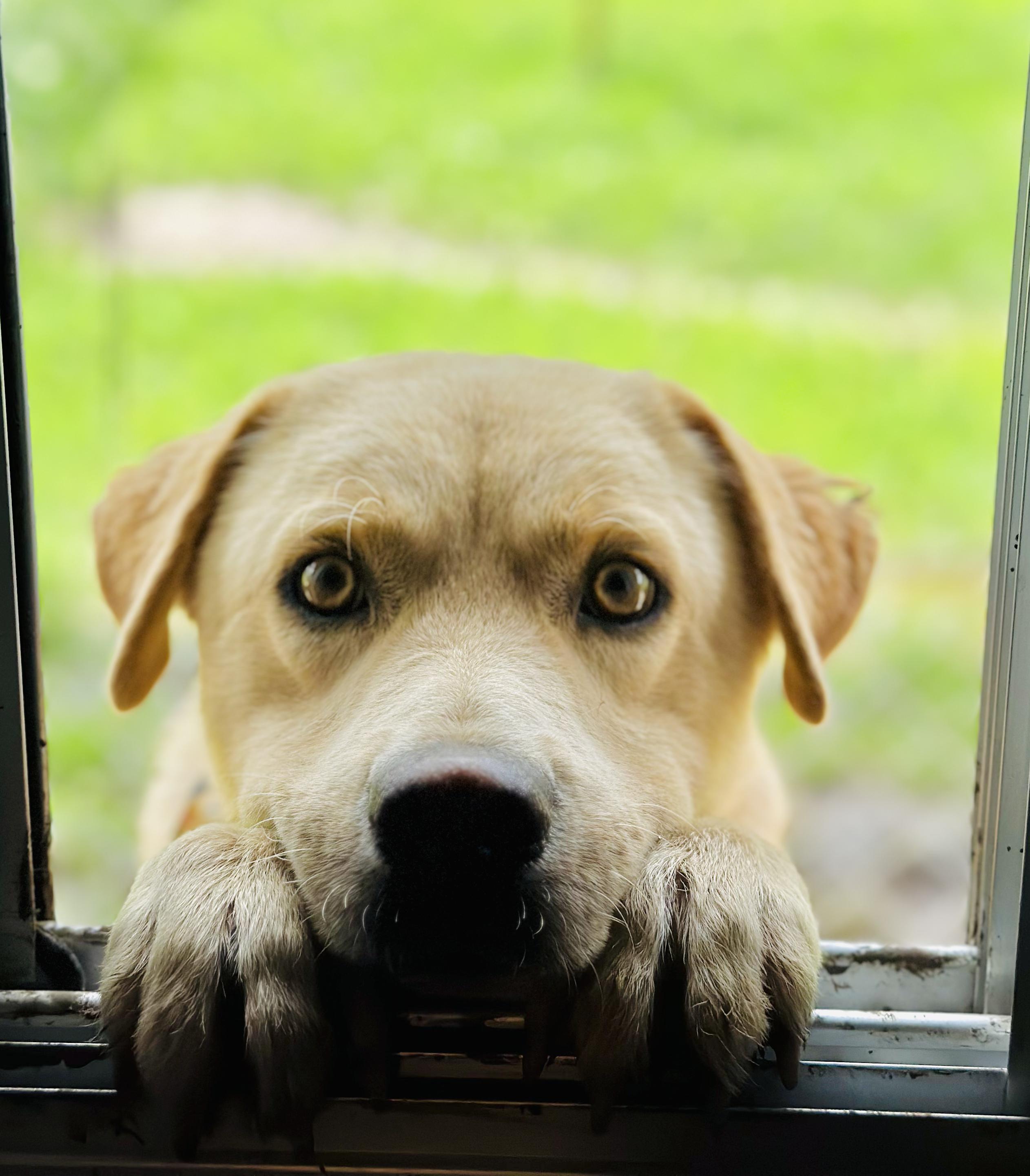 Enlarge Cyrus, a Adoptable Mixed Breed in Encino, CA image 3/5
