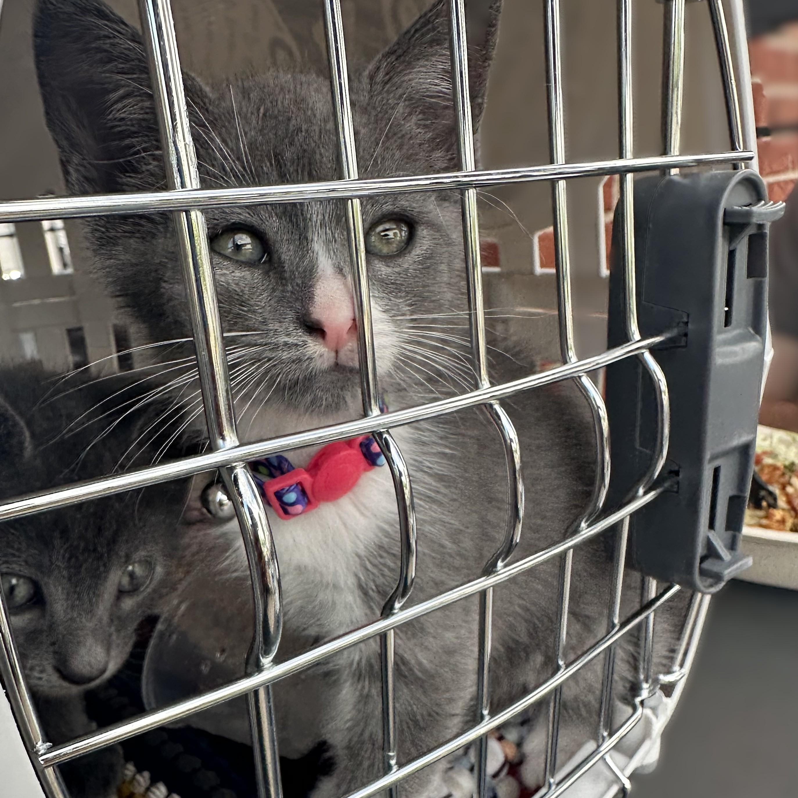 Enlarge Mushi and Miette -- CONTACT SARAH FOR INFORMATION, an adopted Domestic Short Hair in Roswell, GA image 3/3