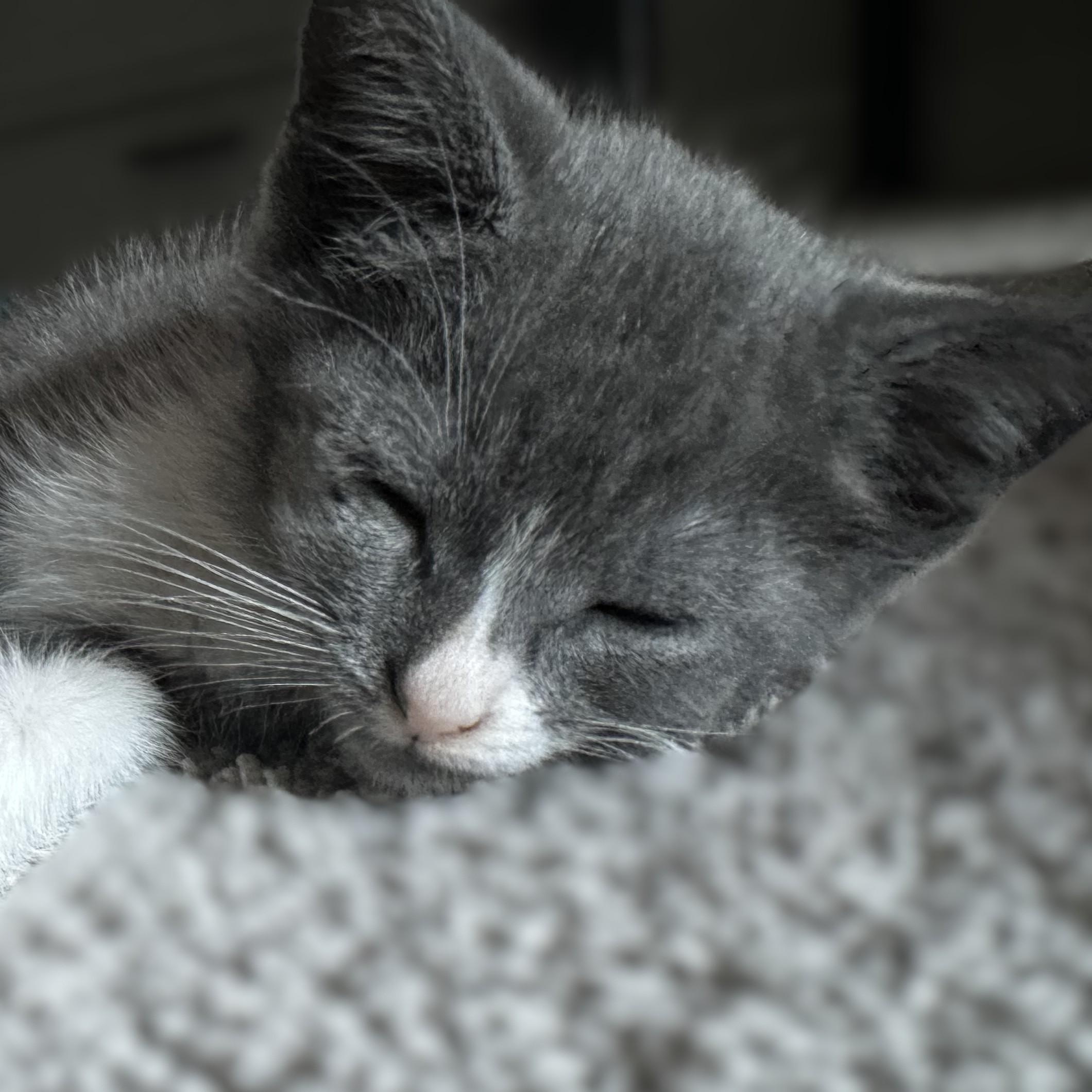 Mushi and Miette -- CONTACT SARAH FOR INFORMATION, adopted, Kitten Female Domestic Short Hair.