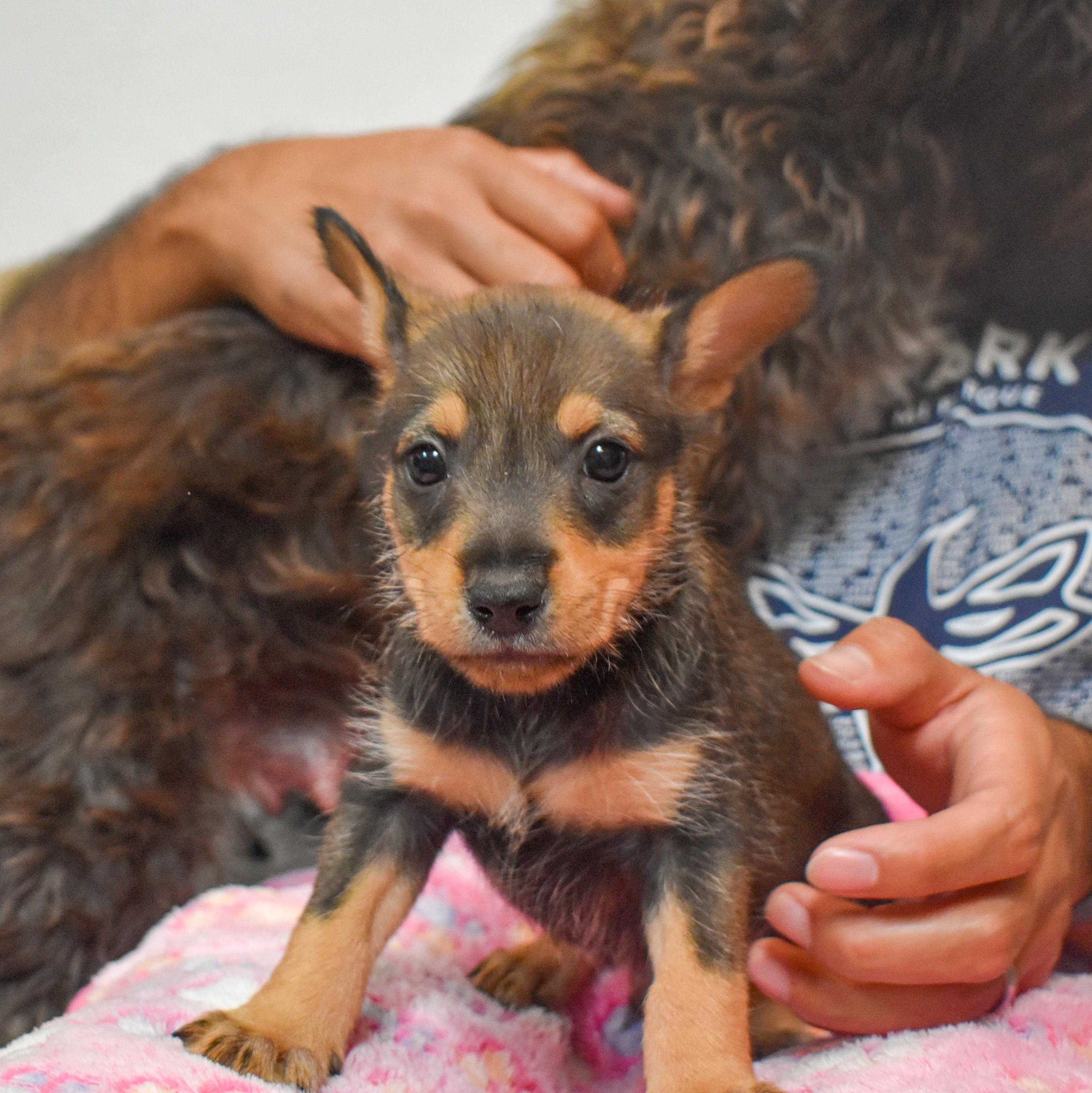 Bullseye — thumbnail 3