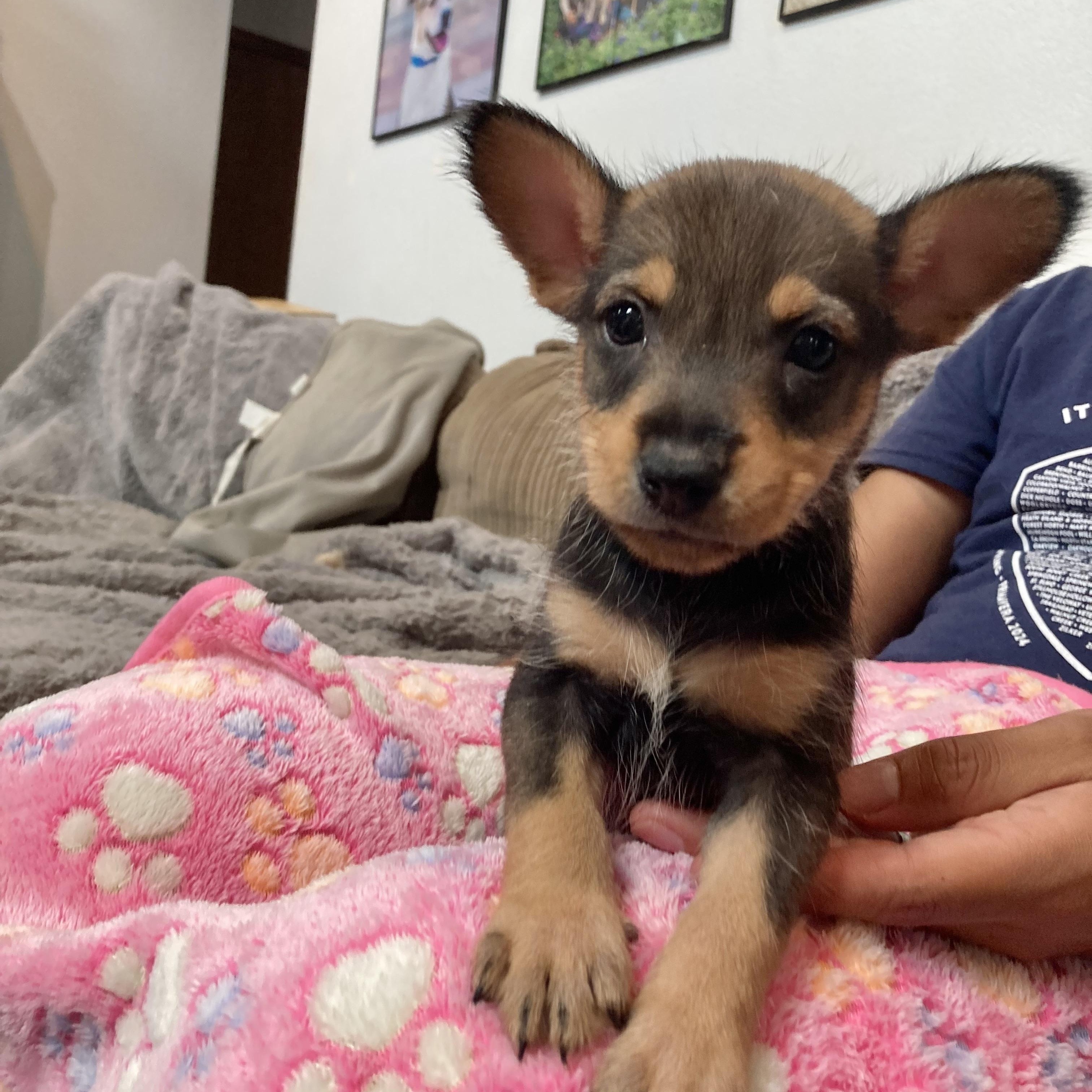 Bullseye — thumbnail 4