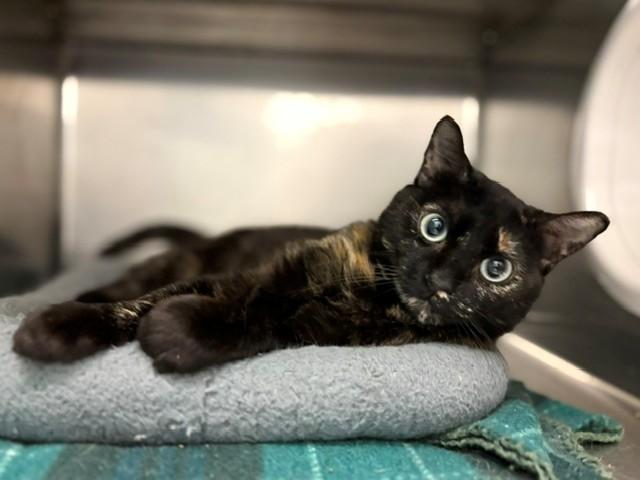 MARJORAM, Adoptable, Adult Female Domestic Short Hair.