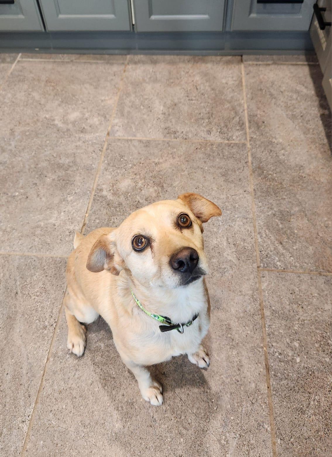 Sharpie, adopted, Young Male Corgi & Labrador Retriever.