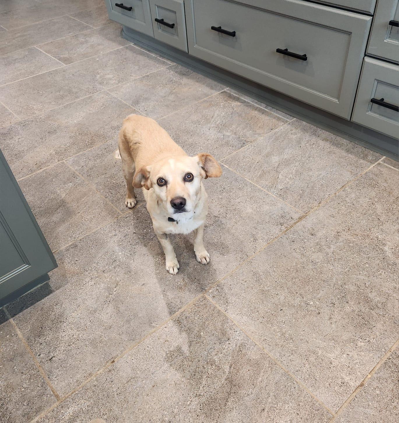 Enlarge Sharpie, an adopted mixed breed in Chula Vista, CA image 3/4