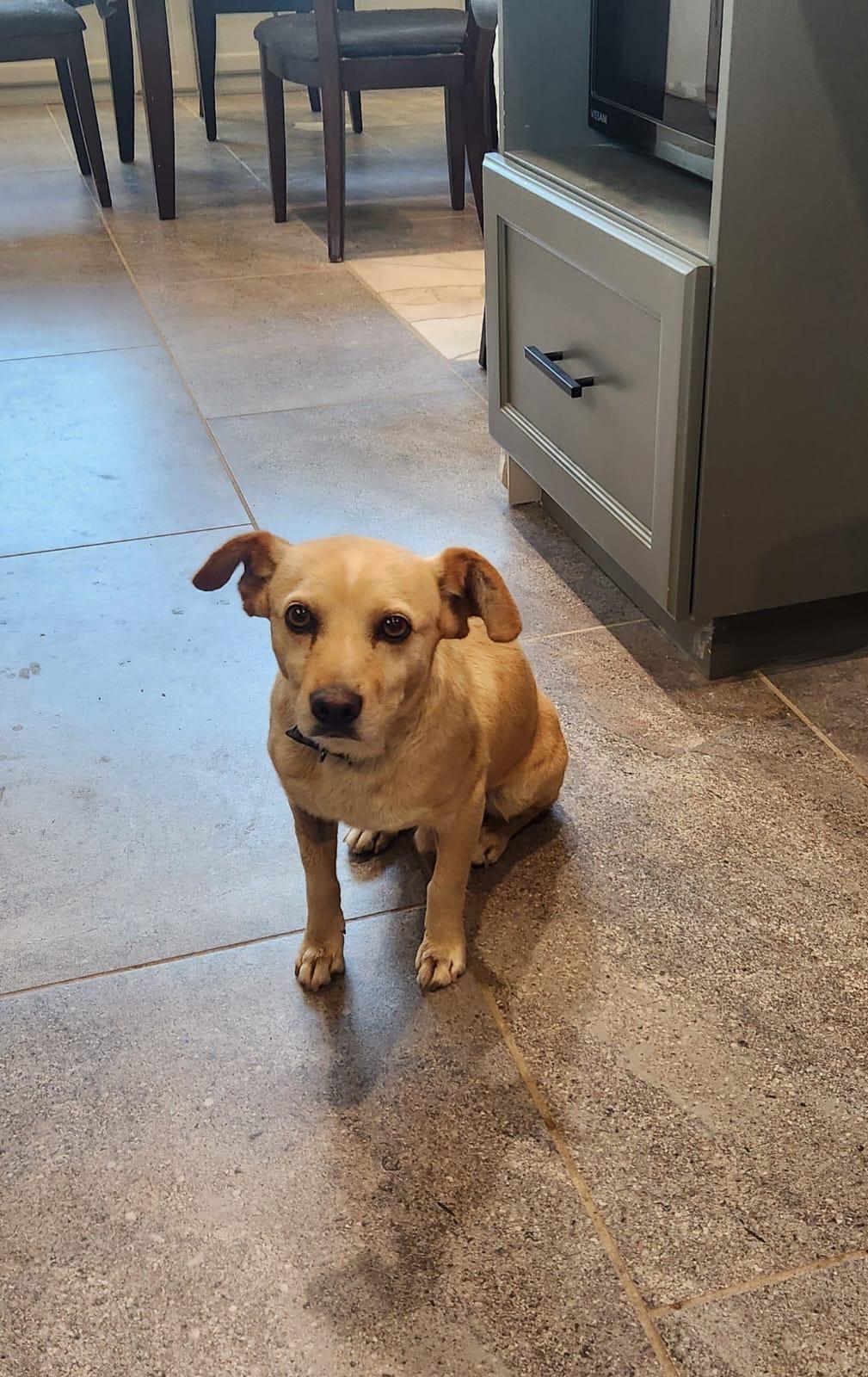 Enlarge Sharpie, an adopted mixed breed in Chula Vista, CA image 4/4