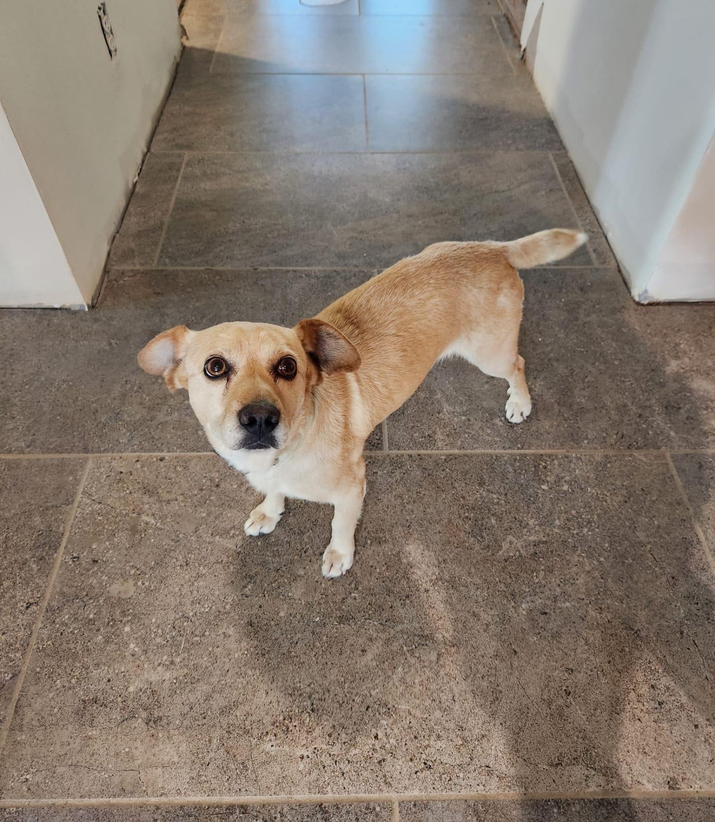 Enlarge Sharpie, an adopted mixed breed in Chula Vista, CA image 2/4