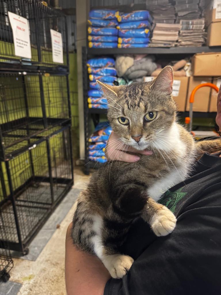 Reno, Adoptable, Adult Male Domestic Short Hair.