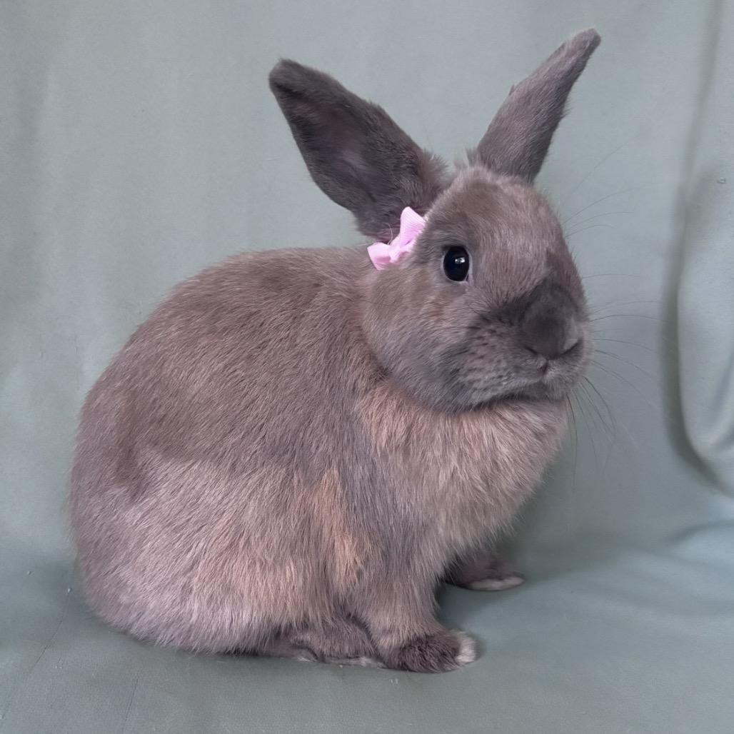 Chewy, Adopted, Young Female American.