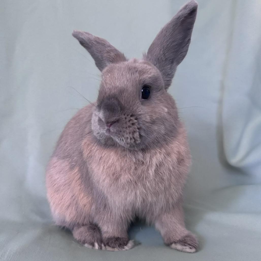 Enlarge Chewy, a Adopted American in Columbia, MD image 2/4