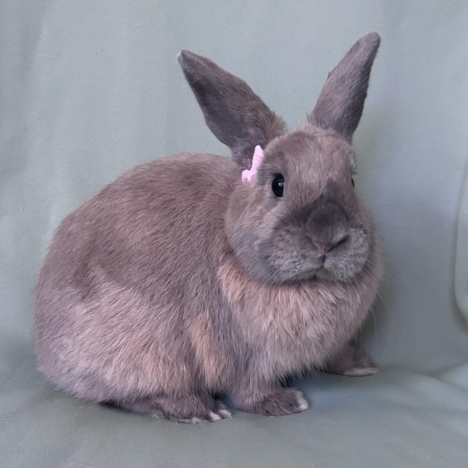 Enlarge Chewy, a Adopted American in Columbia, MD image 3/4