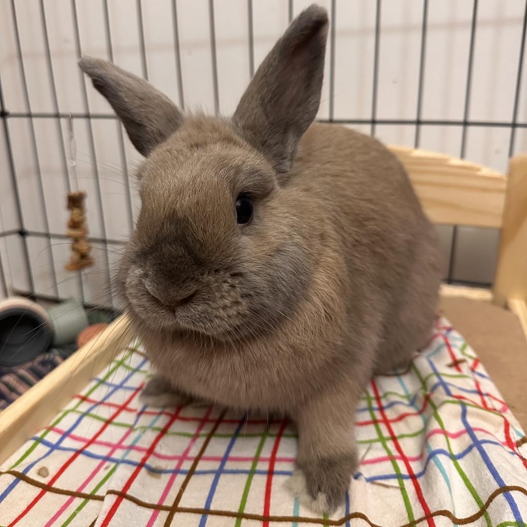 Enlarge Chewy, a Adopted American in Columbia, MD image 4/4