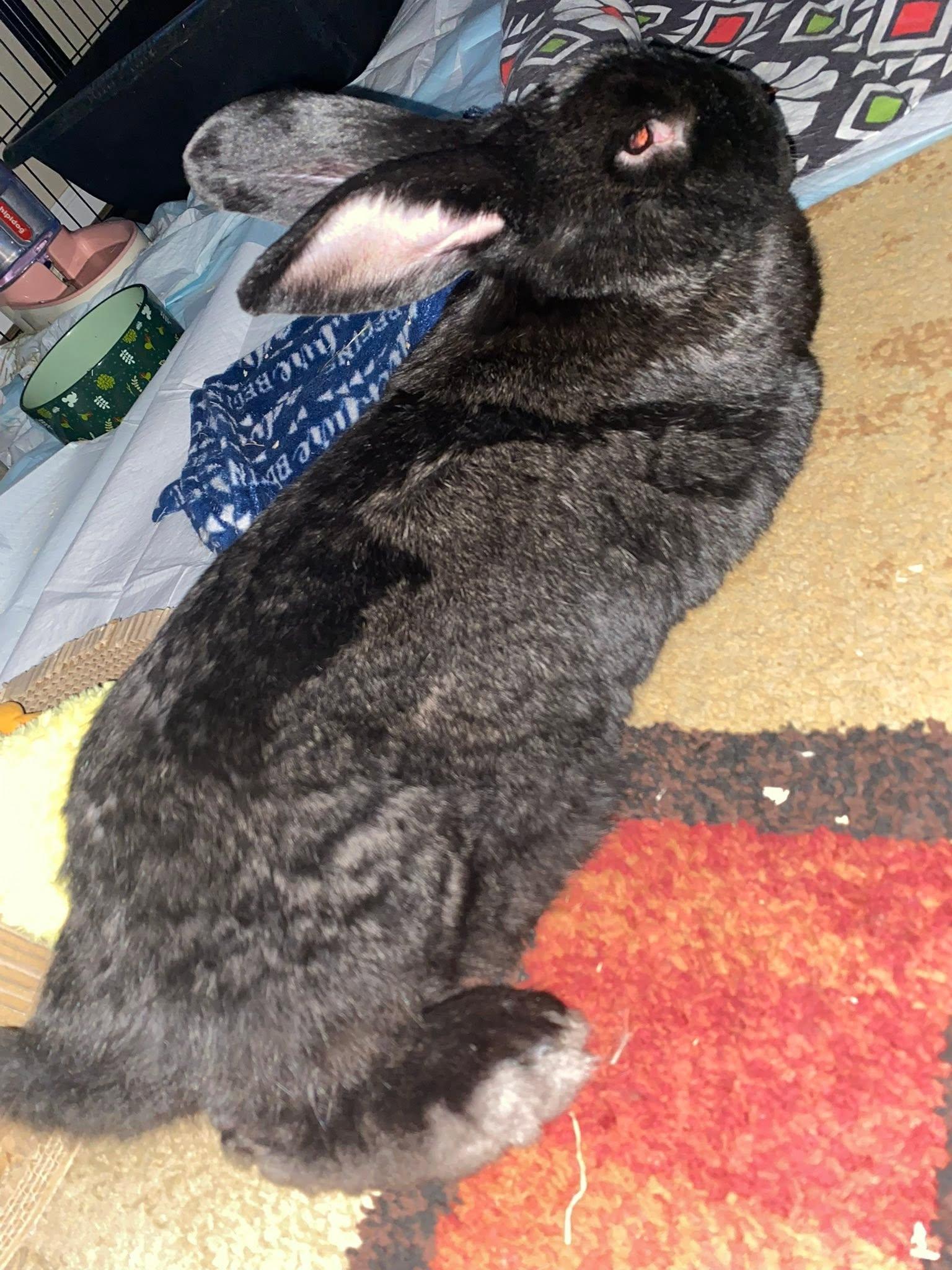 Enlarge Moose (Eyore), a Adopted Flemish Giant in CHARLOTTE, NC image 2/6