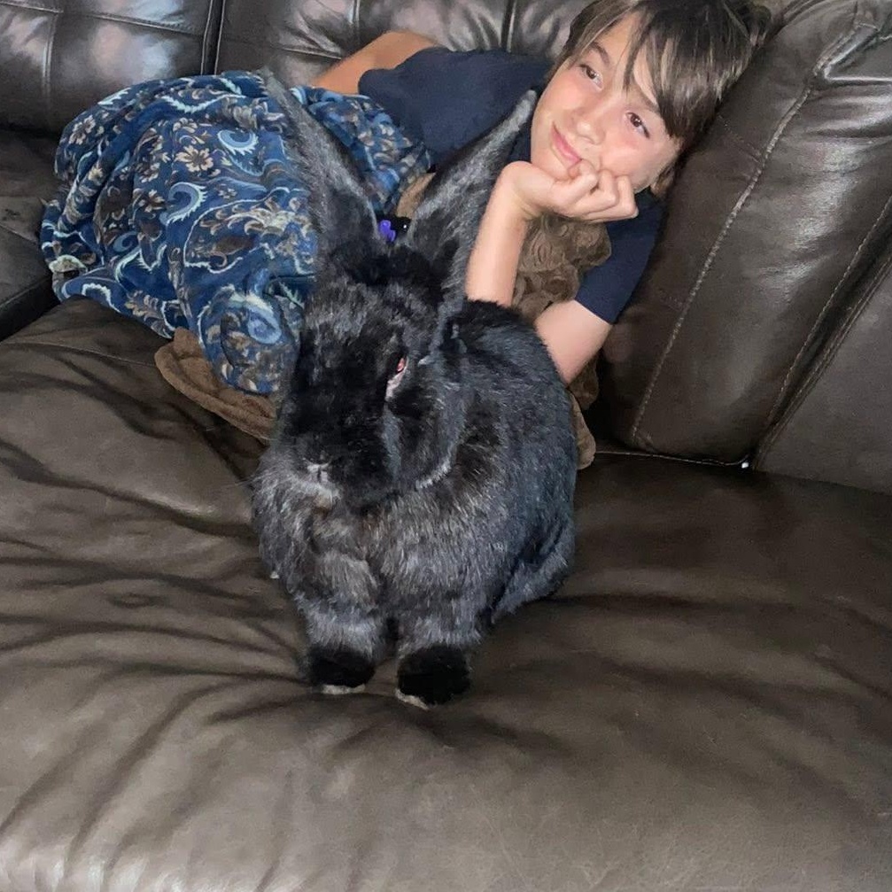 Enlarge Moose (Eyore), a Adopted Flemish Giant in CHARLOTTE, NC image 3/6