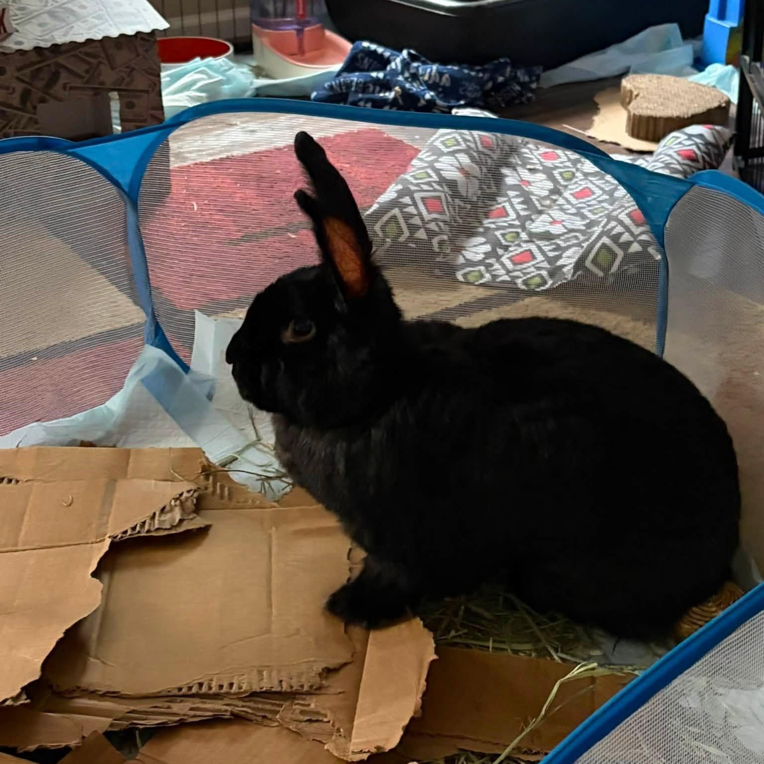Enlarge Moose (Eyore), a Adopted Flemish Giant in CHARLOTTE, NC image 6/6