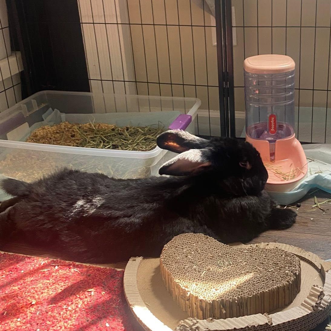Moose (Eyore), Adopted, Adult Male Flemish Giant.