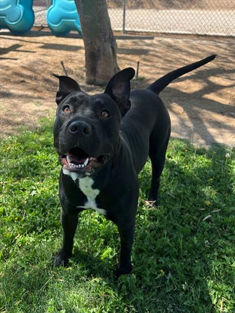 SHIRLEY, Adoptable, Adult Female Pit Bull Terrier & Mixed Breed.