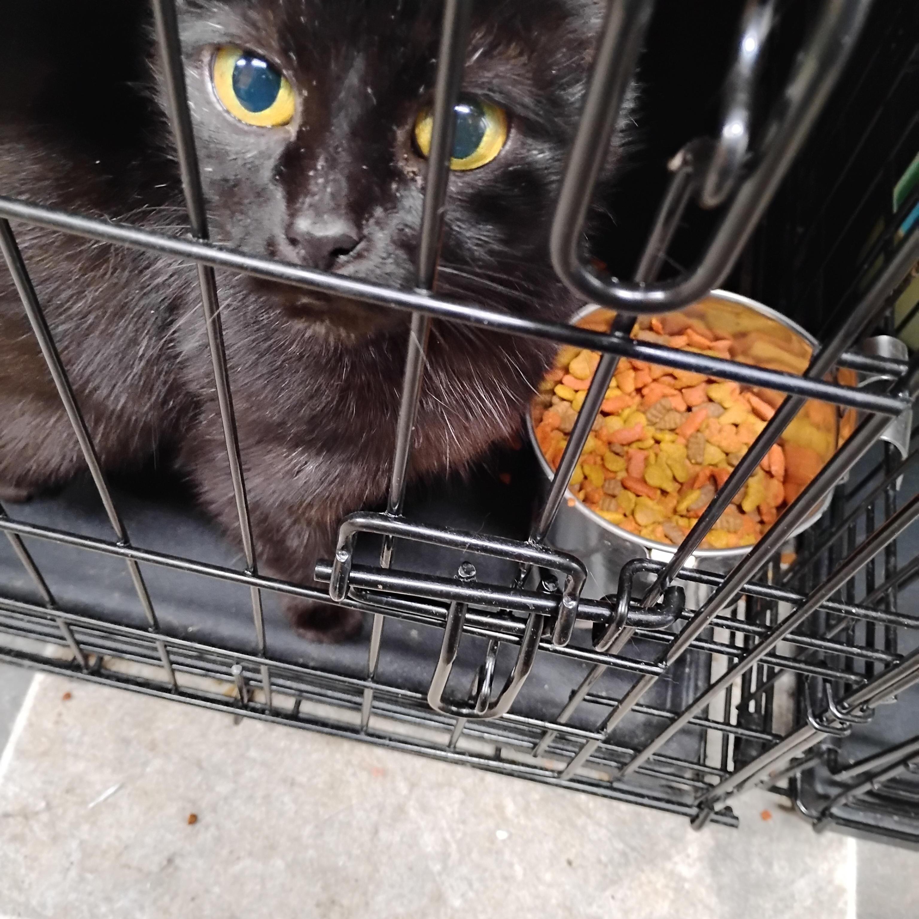GCF1, Adult Female Domestic Short Hair