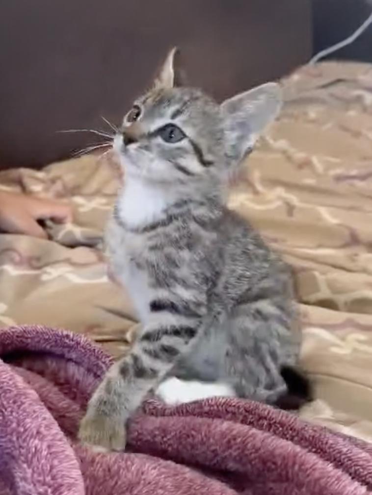 Enlarge Marti, a Adopted Domestic Short Hair in Mission Viejo, CA image 1/2