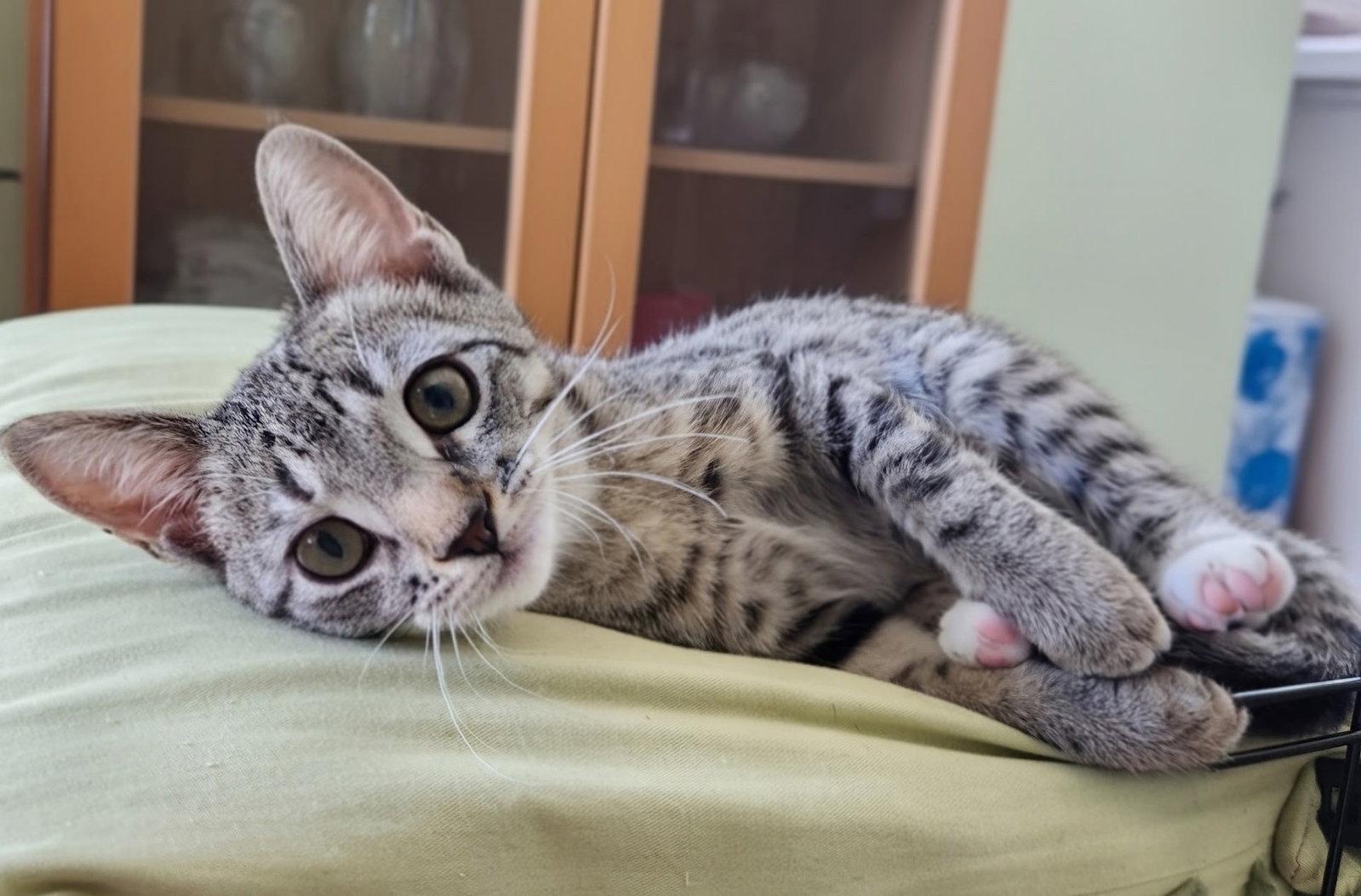 Enlarge Marti, a Adopted Domestic Short Hair in Mission Viejo, CA image 2/2